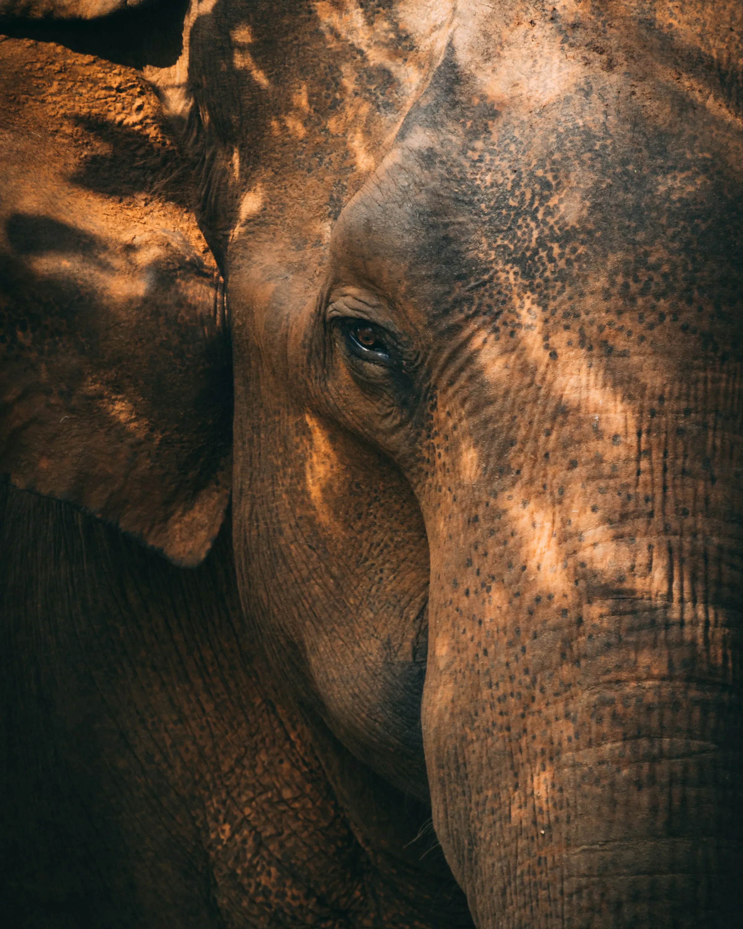 A close portrait frames an elephant's eye and wrinkled trunk in warm light, with rough skin filling the scene.