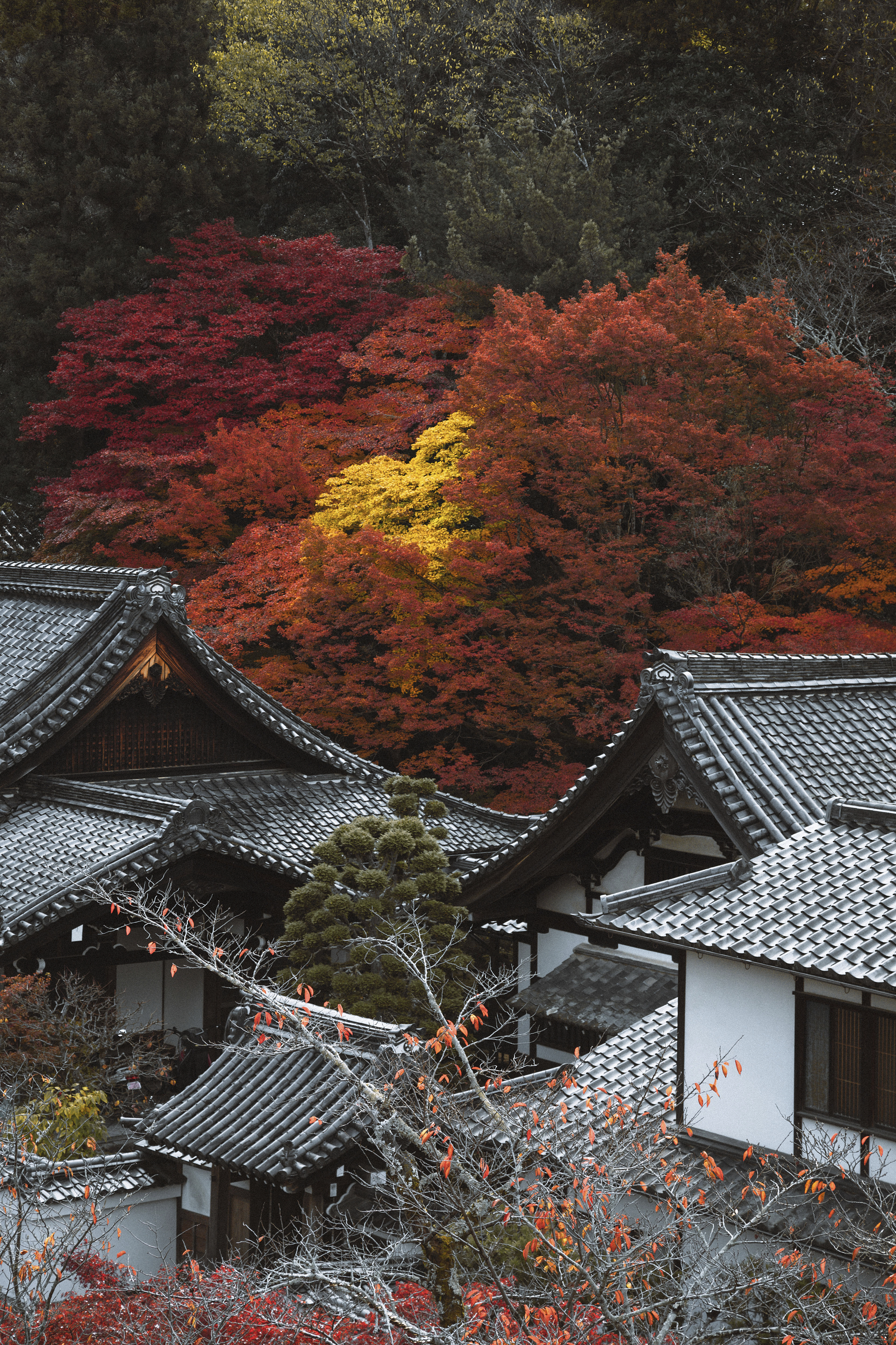 Temple rooftops sit below vivid red and gold maple trees on a wooded hillside during Kyoto's autumn season.
