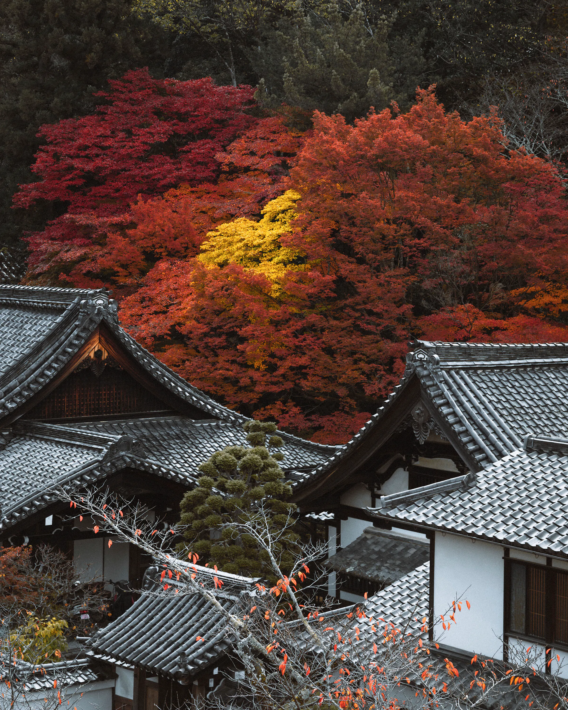 Temple rooftops sit below vivid red and gold maple trees on a wooded hillside during Kyoto's autumn season.