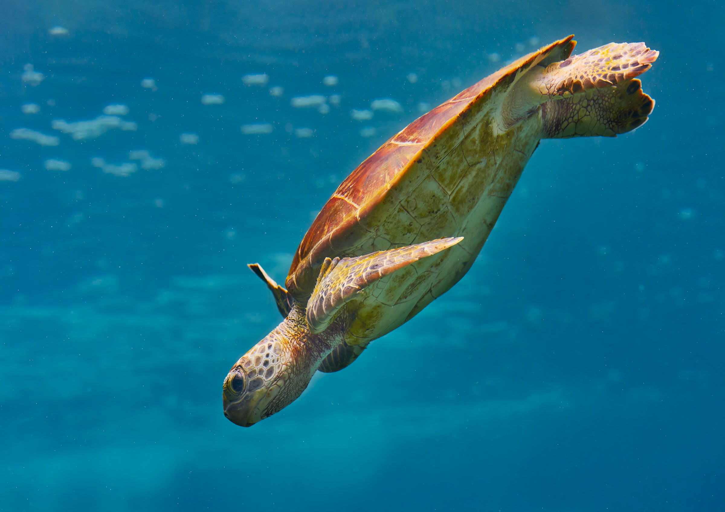 A sea turtle glides through clear blue water, its flippers outstretched and shell glowing softly in underwater light.
