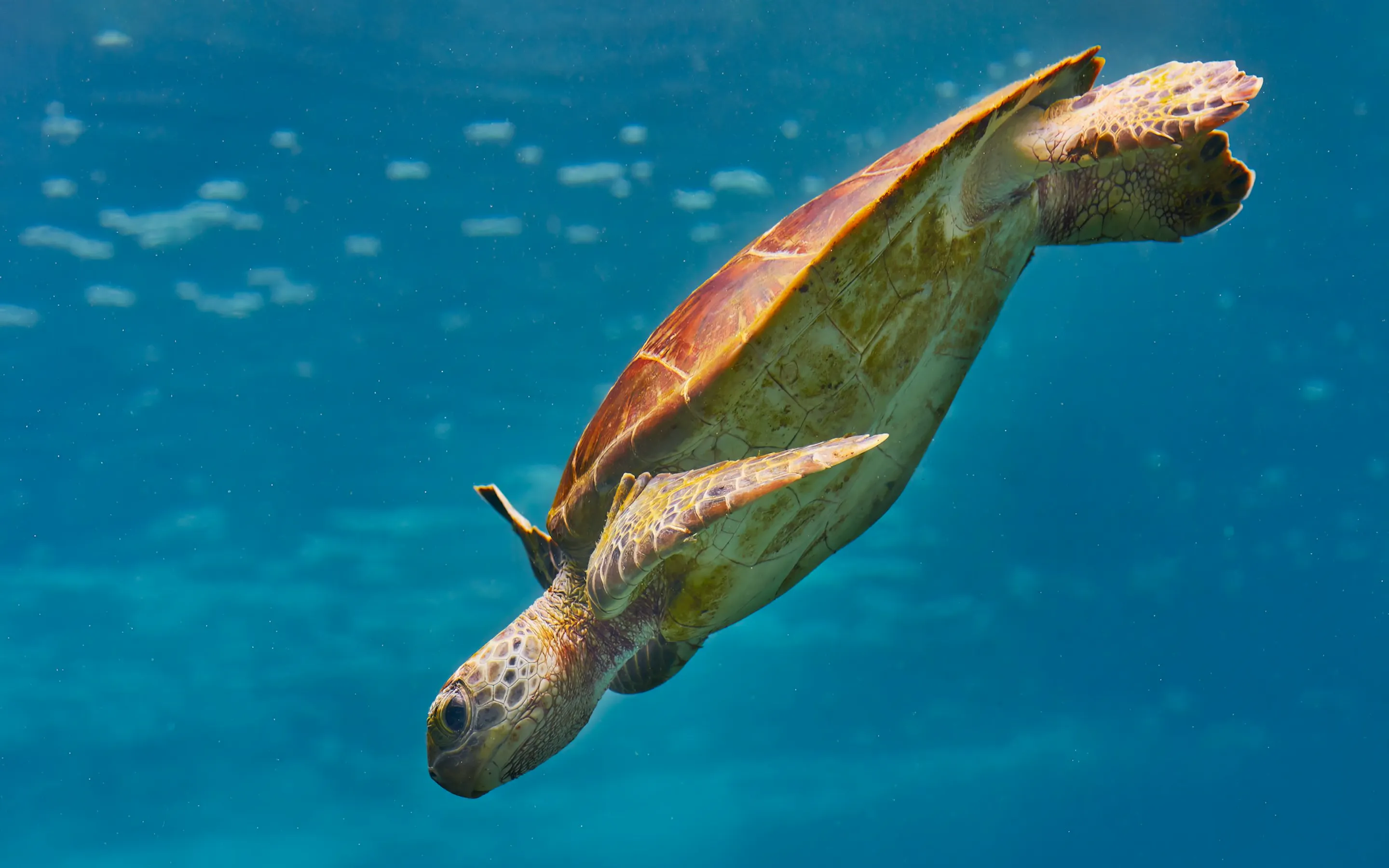 A sea turtle glides through clear blue water, its flippers outstretched and shell glowing softly in underwater light.