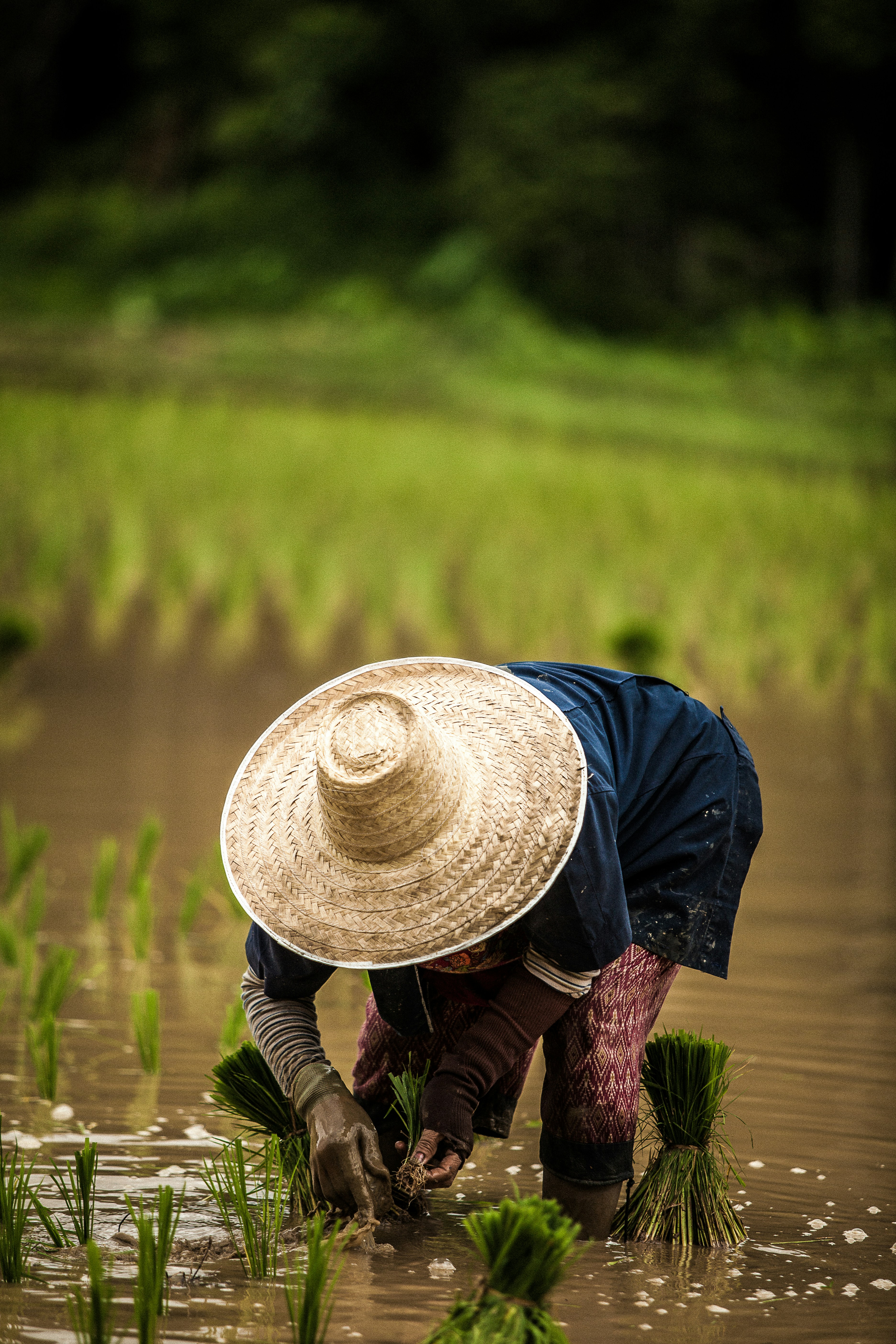 A farmer plants green rice shoots in a muddy Chiang Mai field, bent beneath a wide straw hat and dark blue shirt.