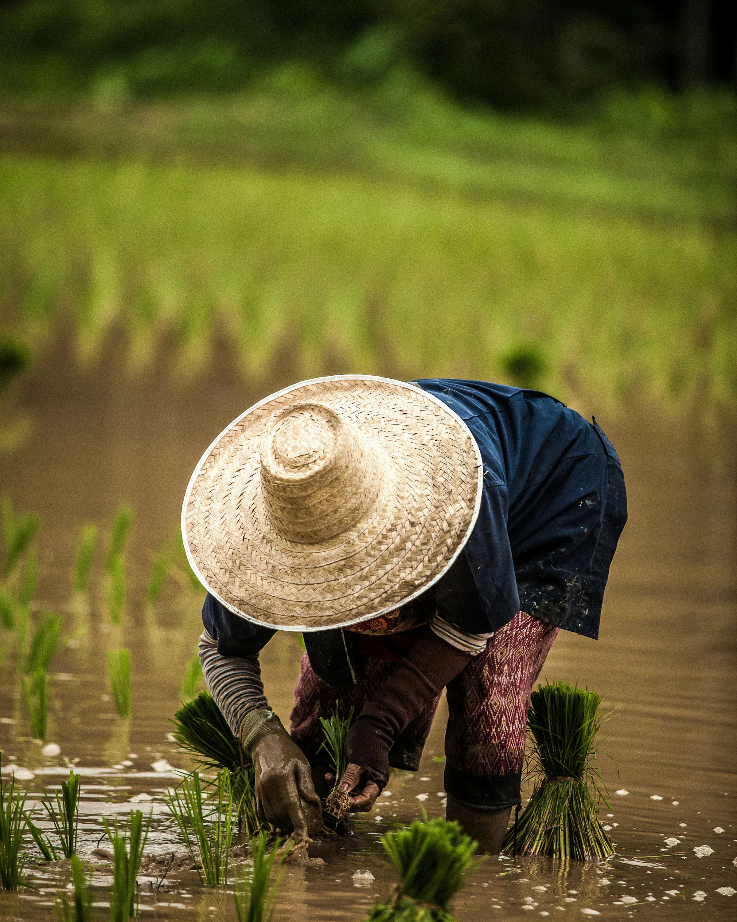 A farmer plants green rice shoots in a muddy Chiang Mai field, bent beneath a wide straw hat and dark blue shirt.