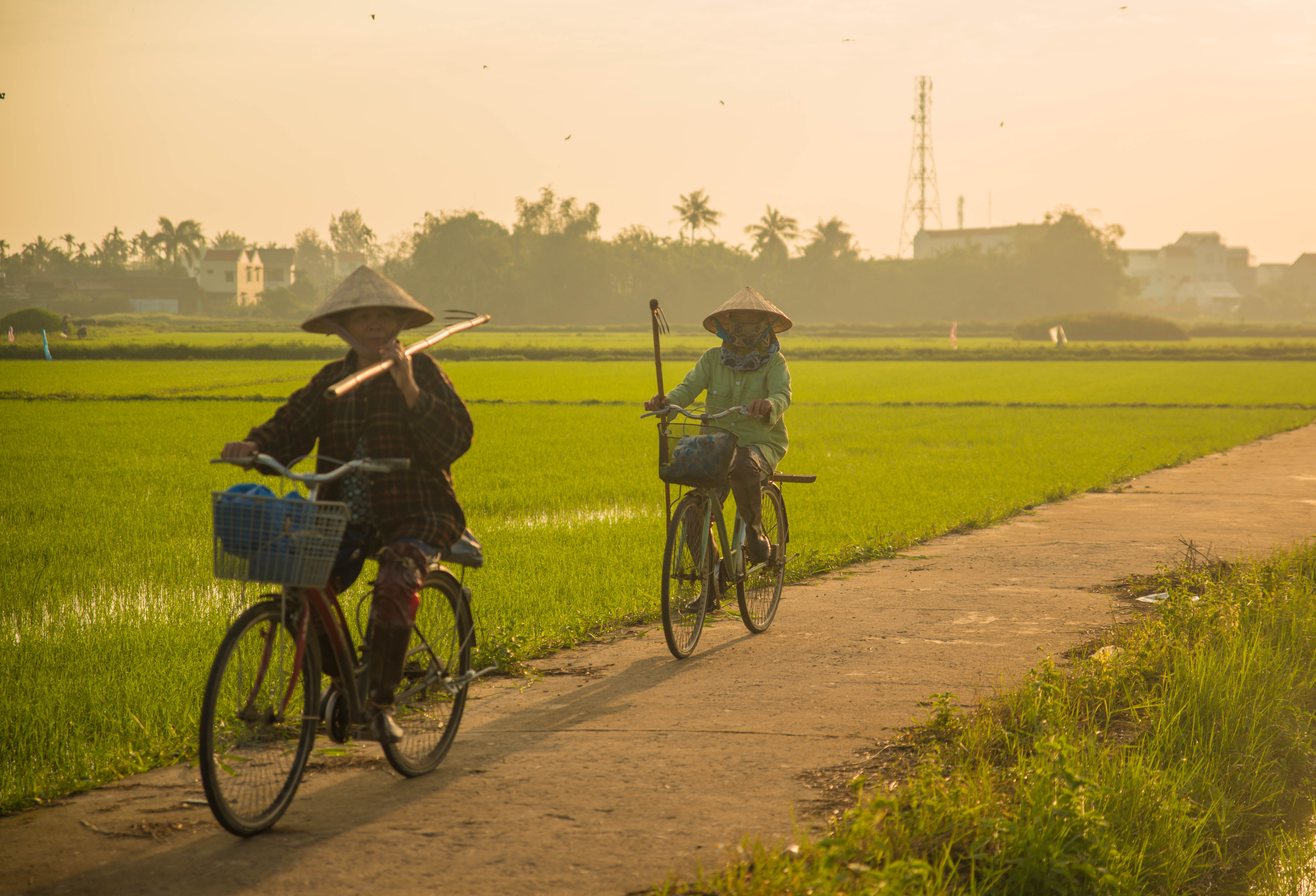 Two cyclists ride a narrow path between bright green rice fields near Hoi An in soft late-afternoon light.