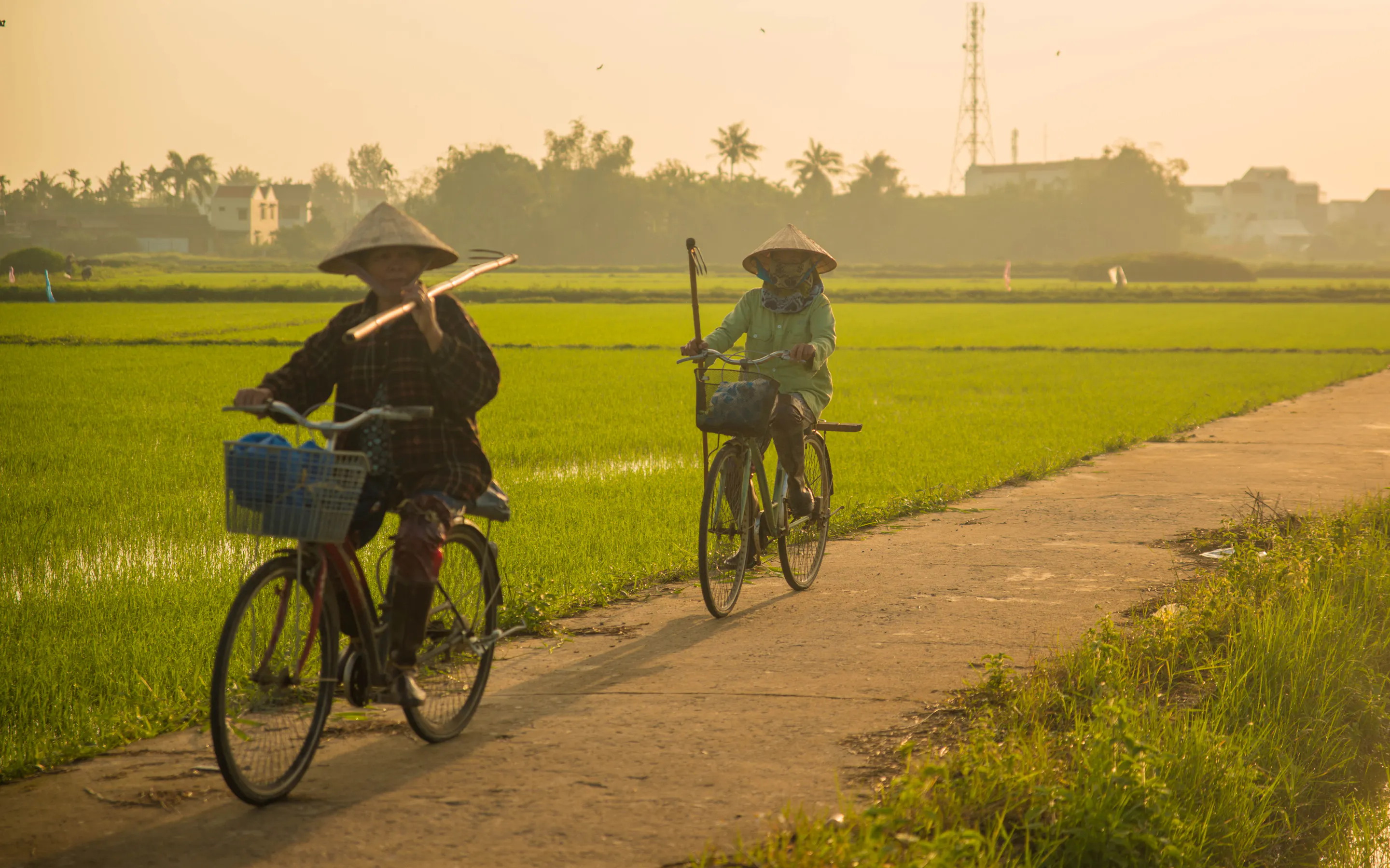 Two cyclists ride a narrow path between bright green rice fields near Hoi An in soft late-afternoon light.