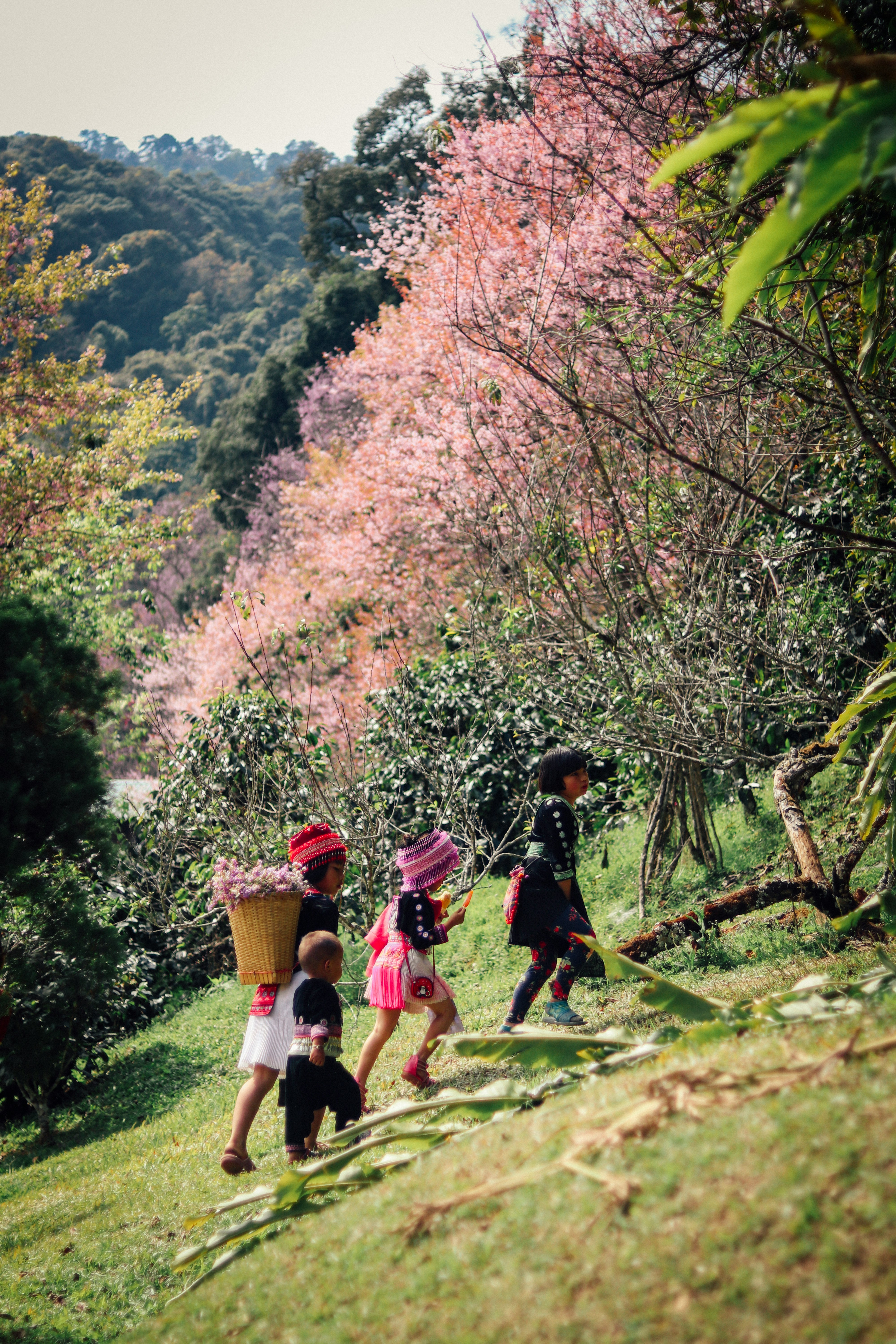 Four people walk uphill beneath pink blossom trees on a green Chiang Mai hillside, with forested slopes beyond.