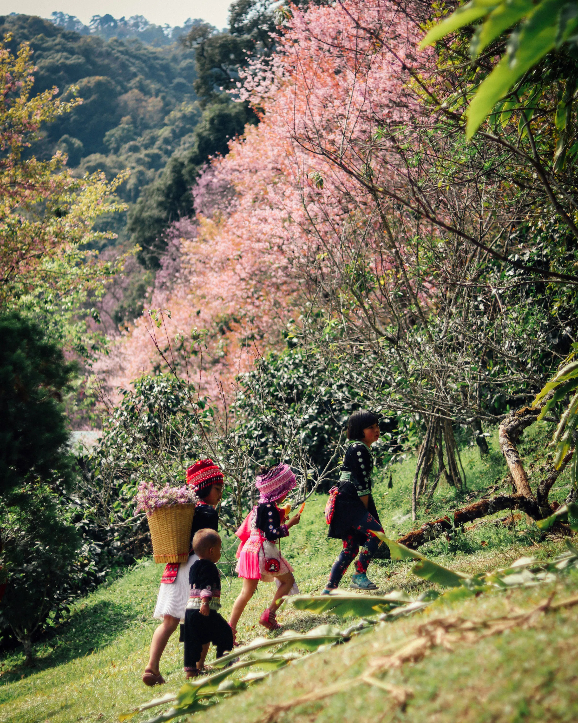 Four people walk uphill beneath pink blossom trees on a green Chiang Mai hillside, with forested slopes beyond.