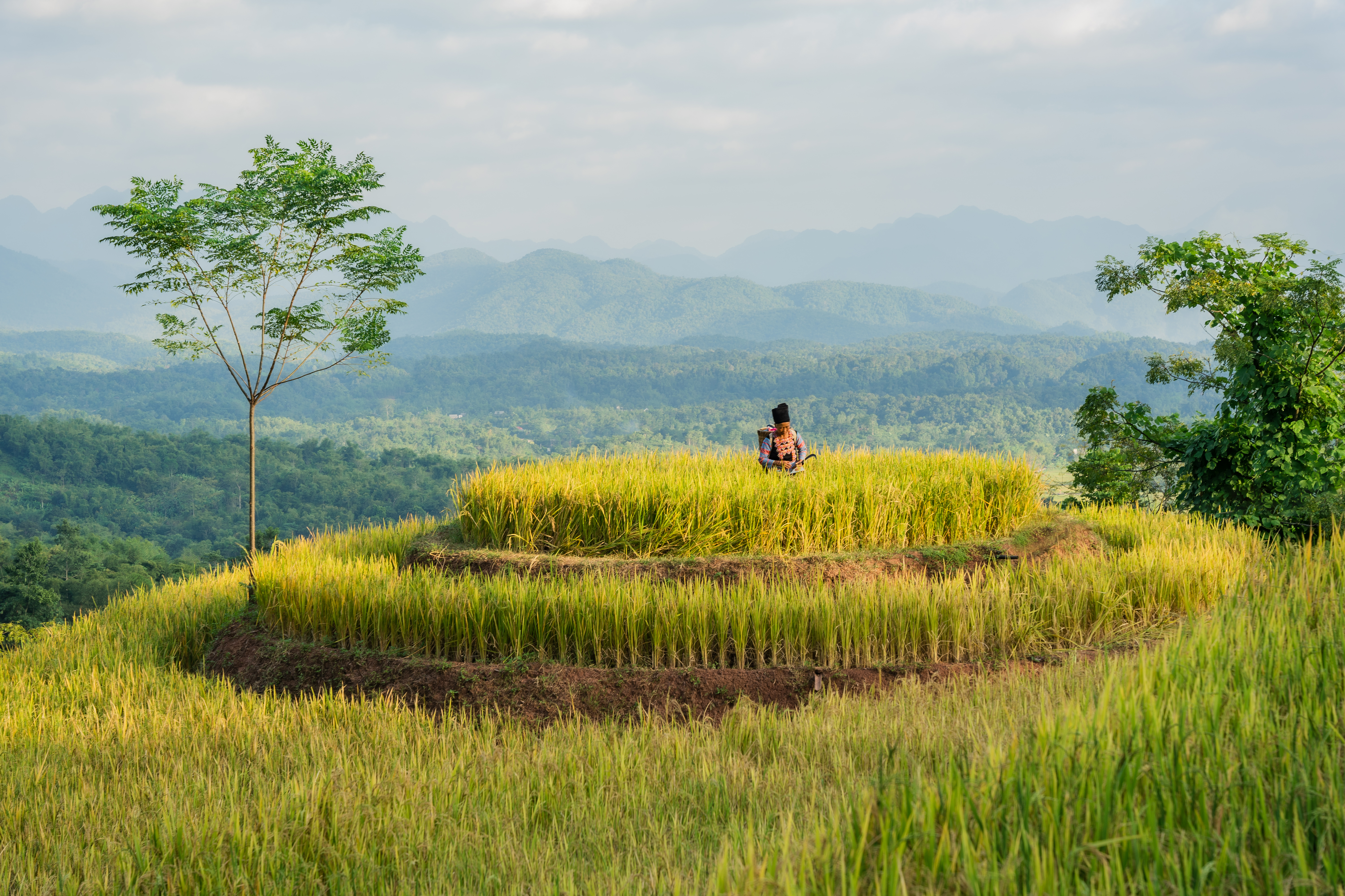 A figure sits atop layered rice terraces at Avana Retreat, with pale blue mountains stretching across the horizon.