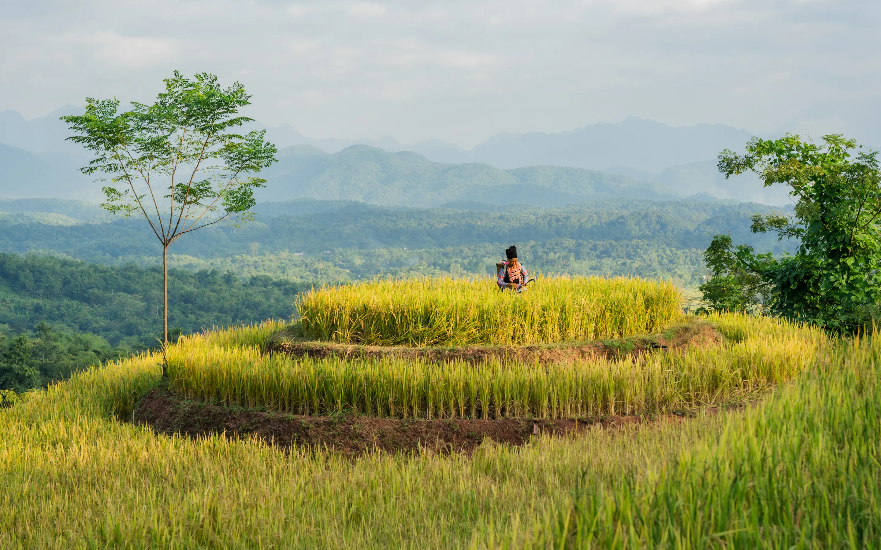A figure sits atop layered rice terraces at Avana Retreat, with pale blue mountains stretching across the horizon.