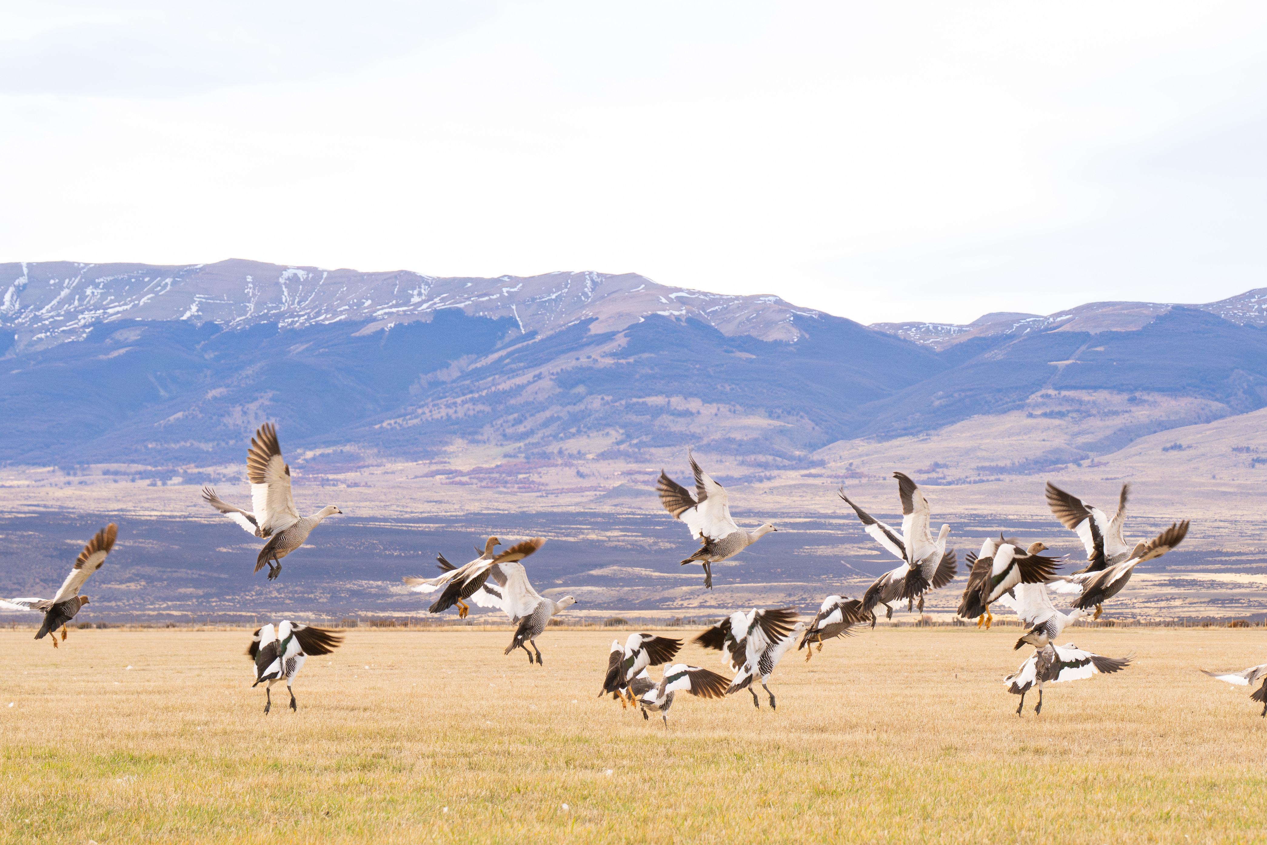 Birds flying in Torres del Paine, Patagonia.