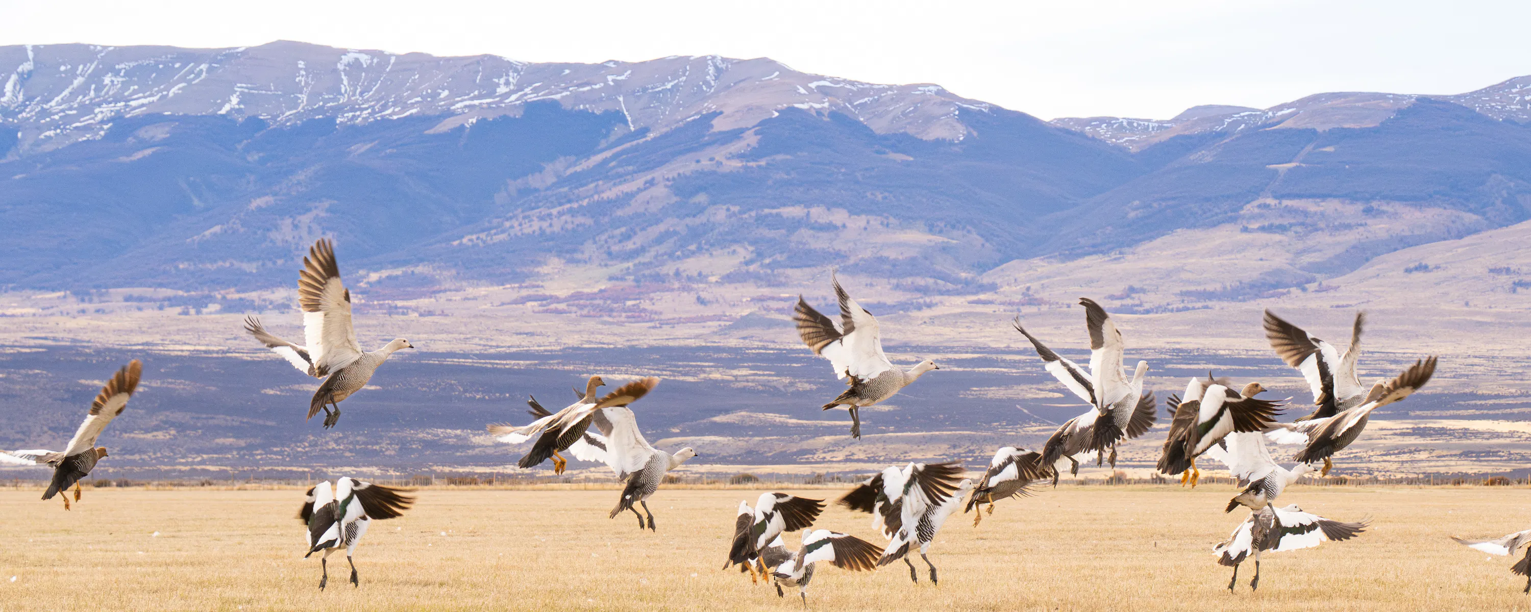 Birds flying in Torres del Paine, Patagonia.