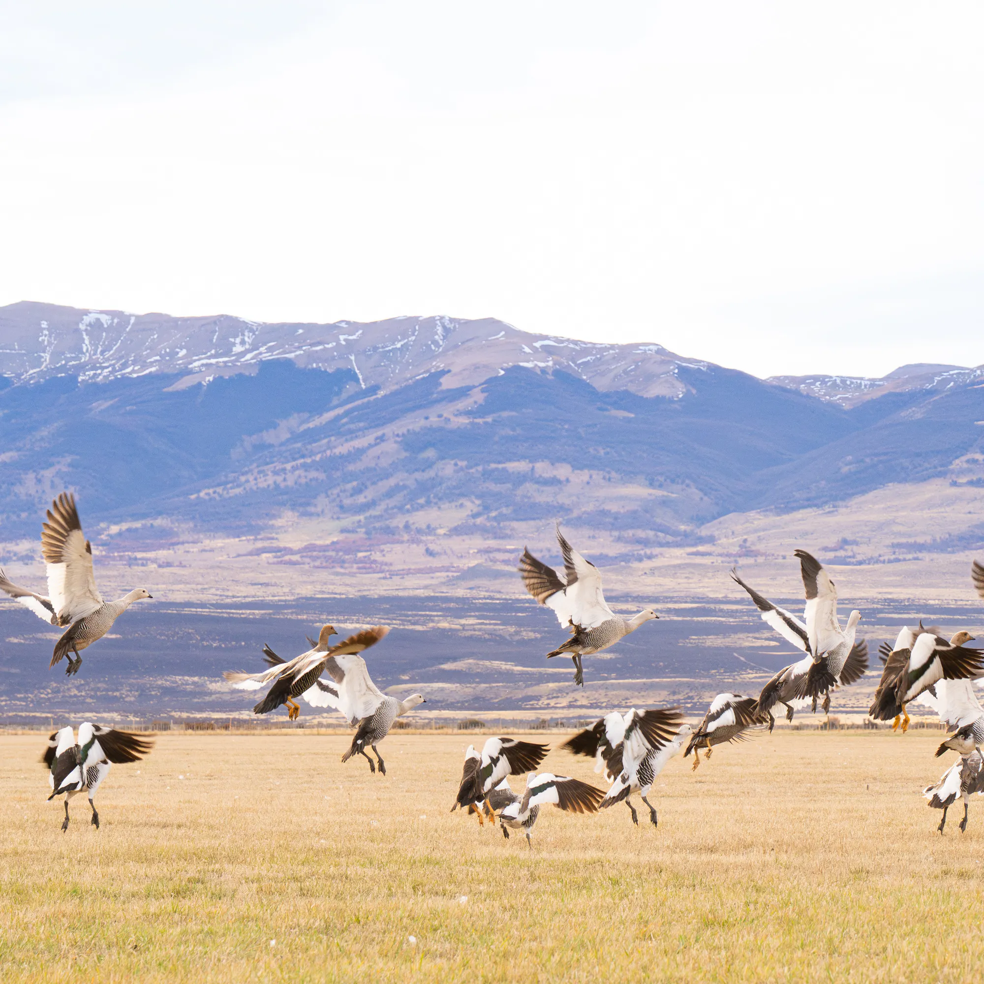 Birds flying in Torres del Paine, Patgonia