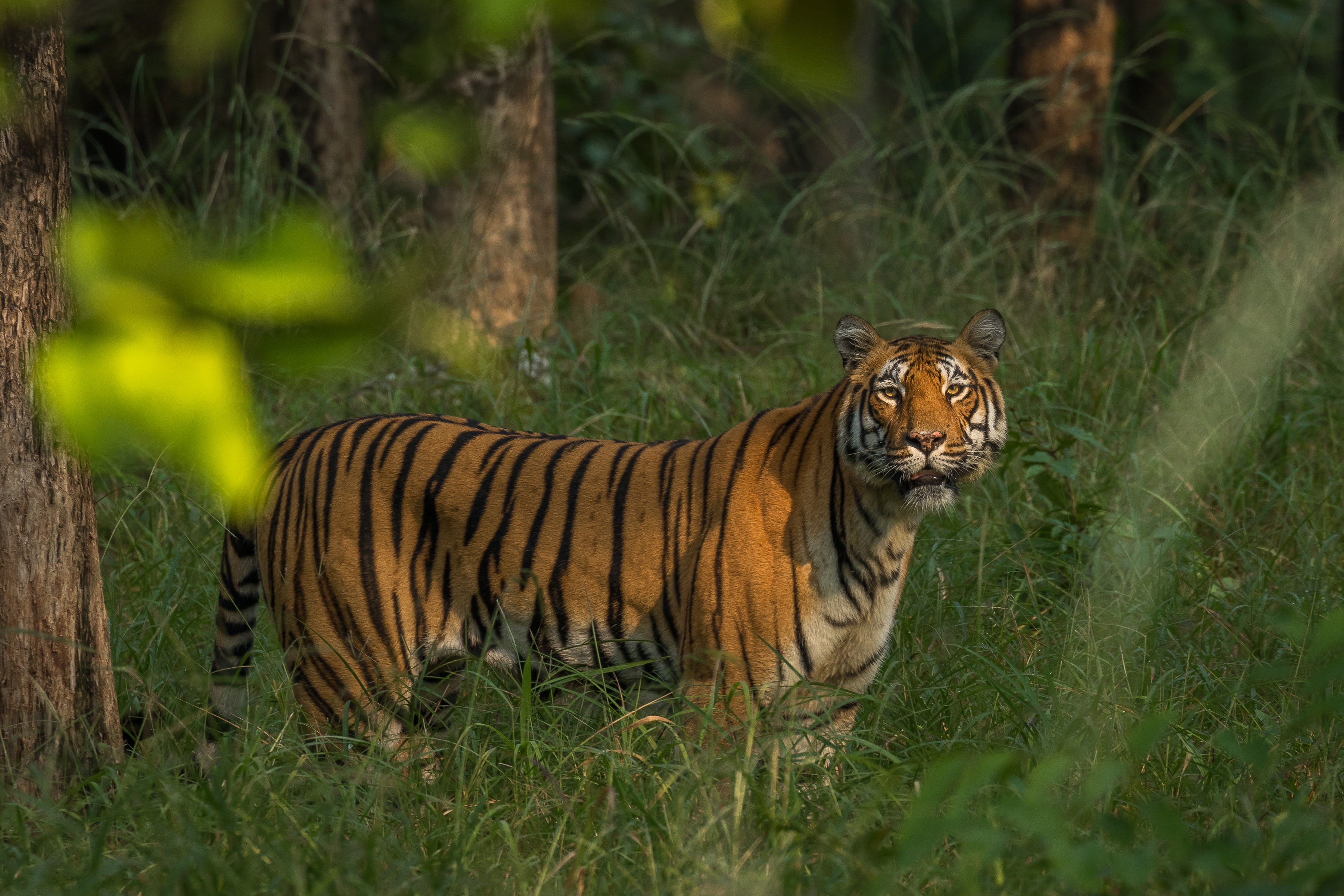 A tiger stands alert in dry forest grass at Jamtara Wilderness Camp, framed by blurred leaves and shaded trees.
