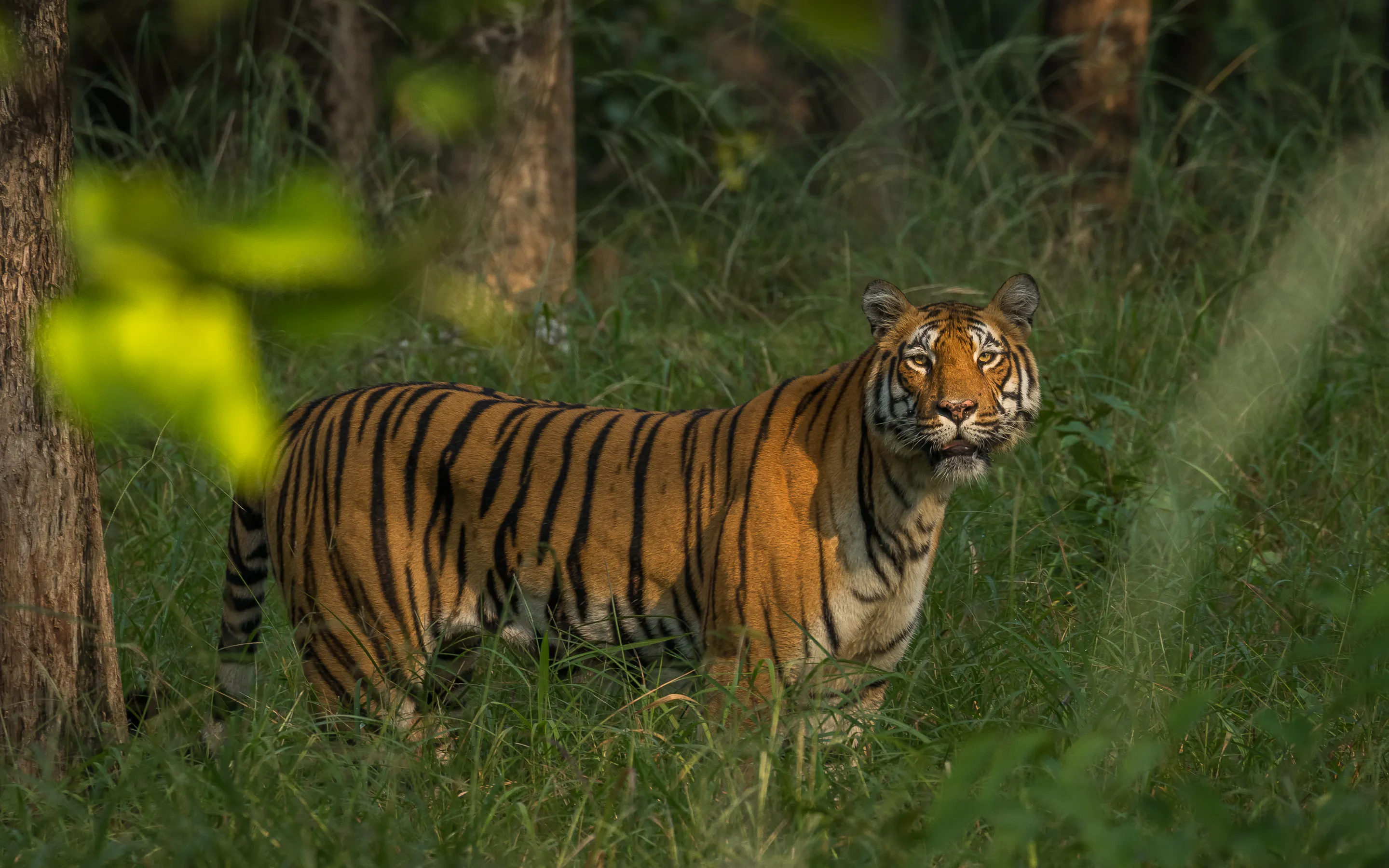 A tiger stands alert in dry forest grass at Jamtara Wilderness Camp, framed by blurred leaves and shaded trees.
