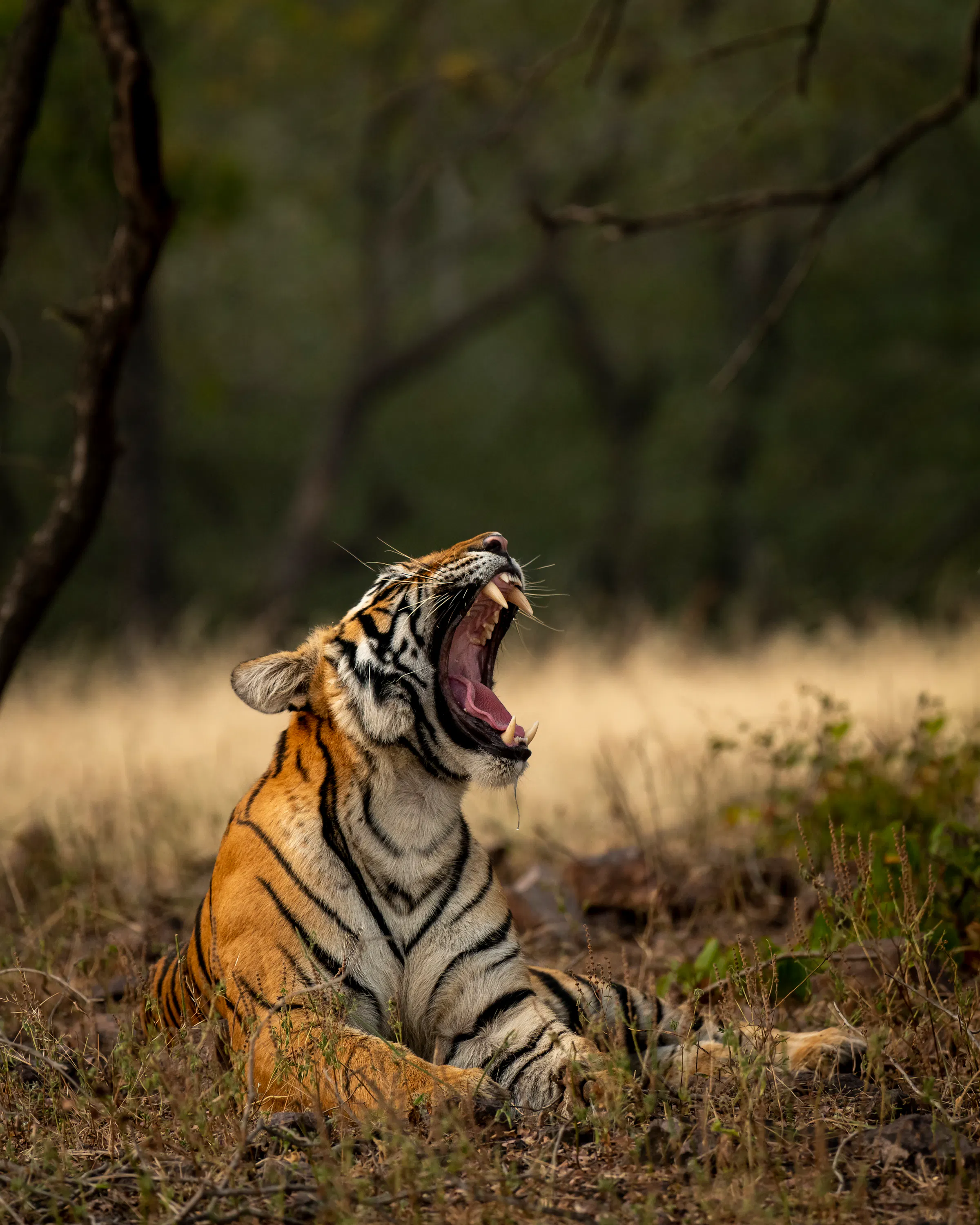 A Bengal tiger yawns in dry grass at Ranthambore National Park, with dark forest behind and one paw stretched forward.