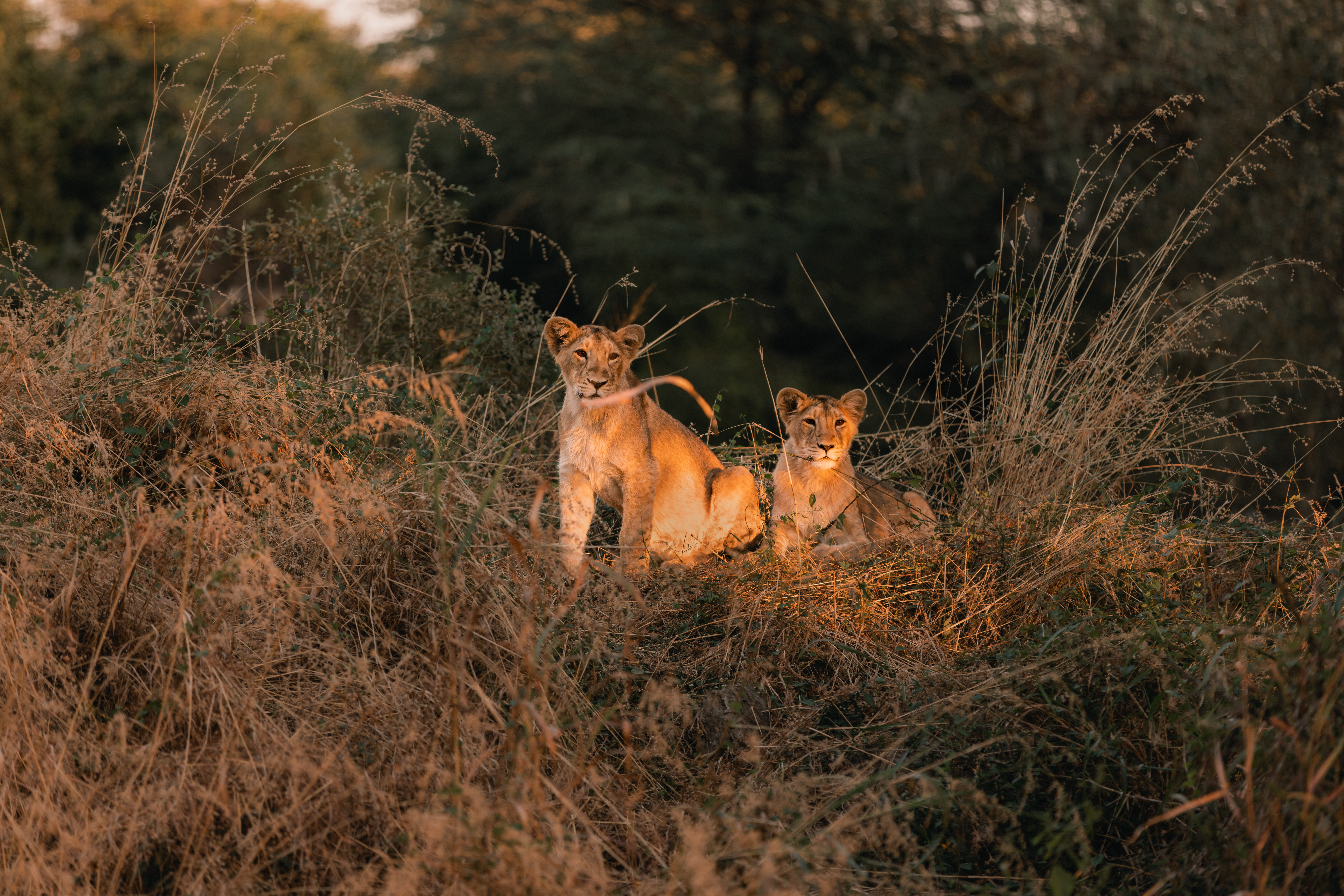 Two young Asiatic lions rest in dry grass at Gir National Park, lit by warm sun with dark forest behind them.
