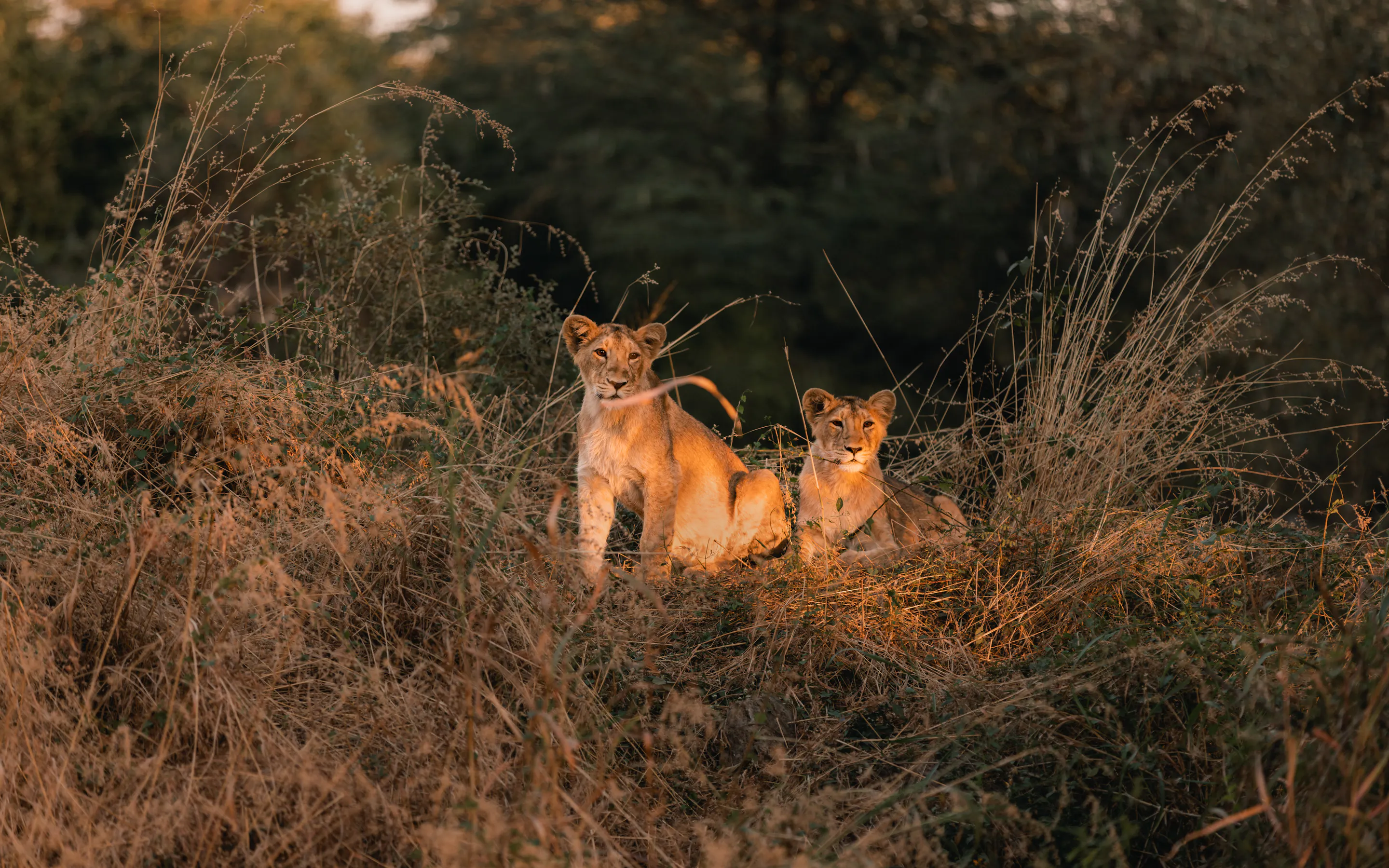 Two young Asiatic lions rest in dry grass at Gir National Park, lit by warm sun with dark forest behind them.