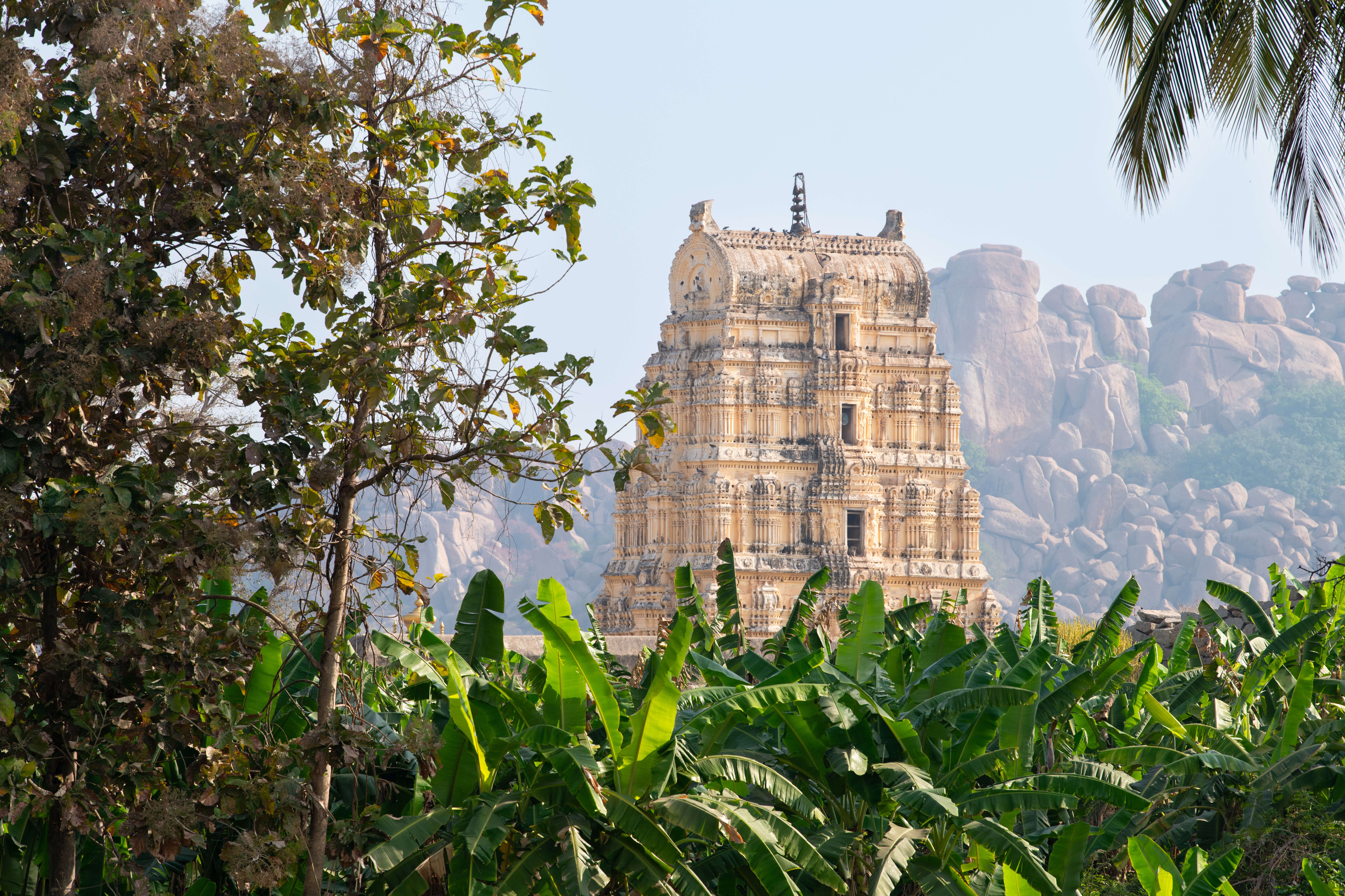 The Virupaksha Temple tower rises beyond banana leaves and trees, backed by Hampi's pale boulder-strewn hills.