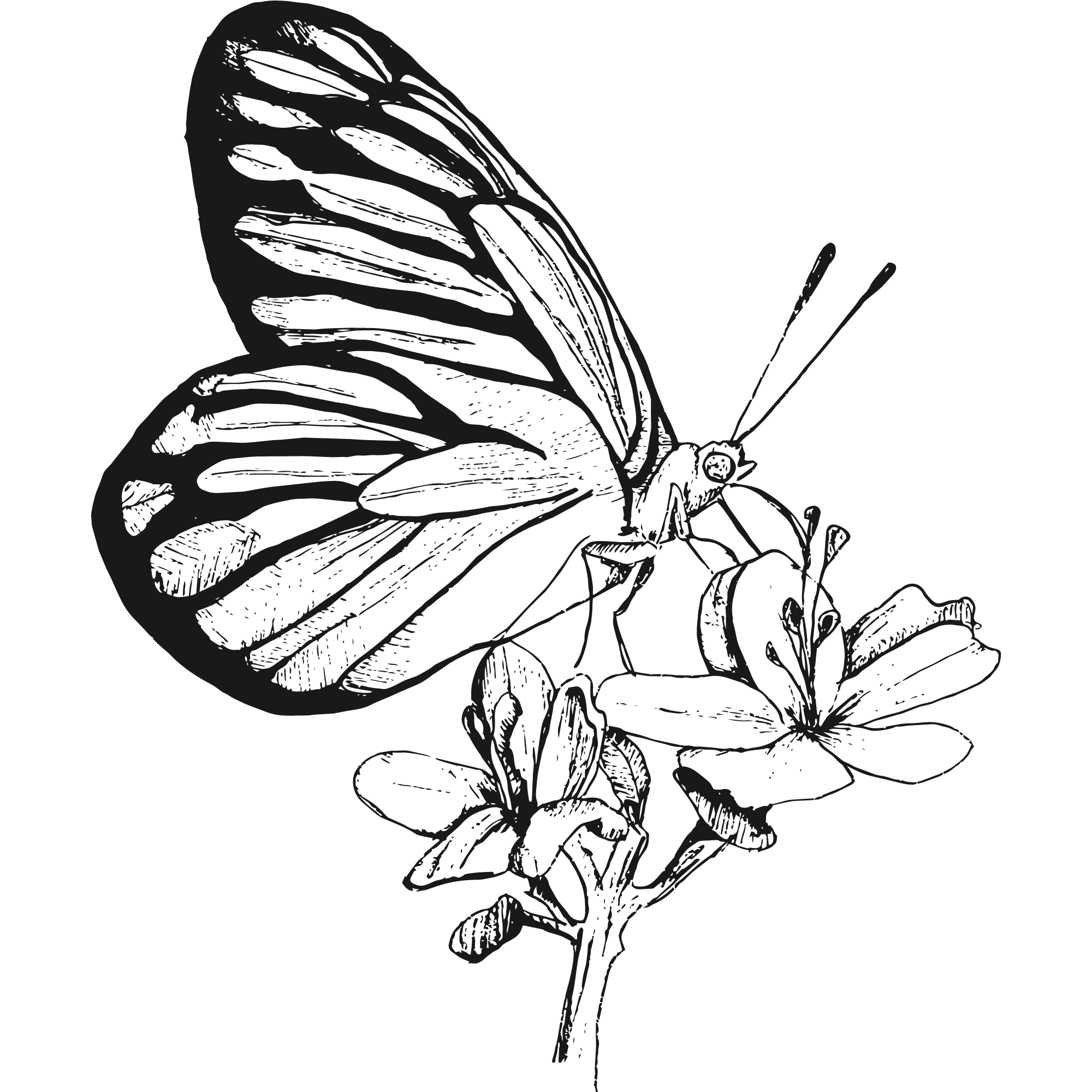 Illustration of a butterfly