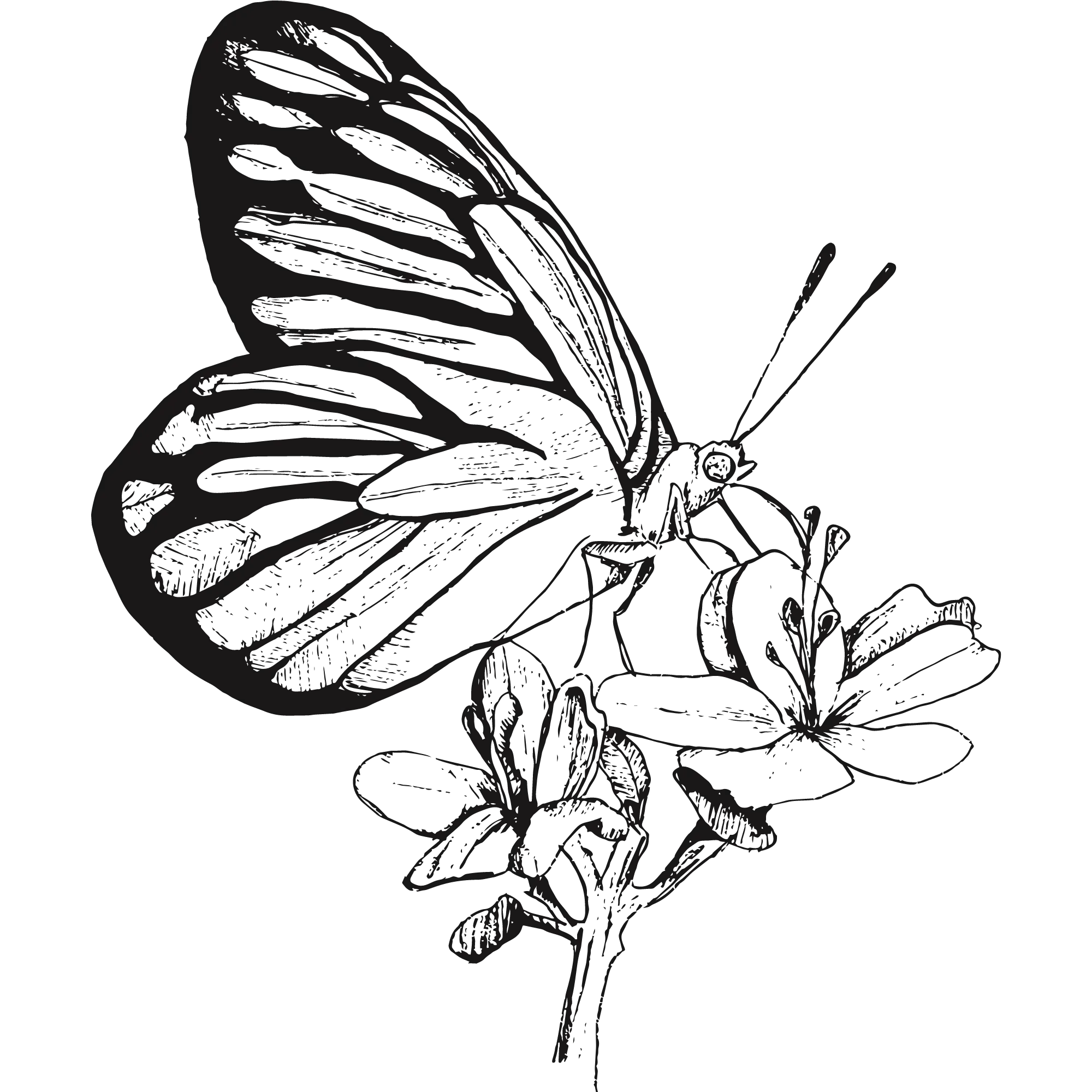 Illustration of a butterfly