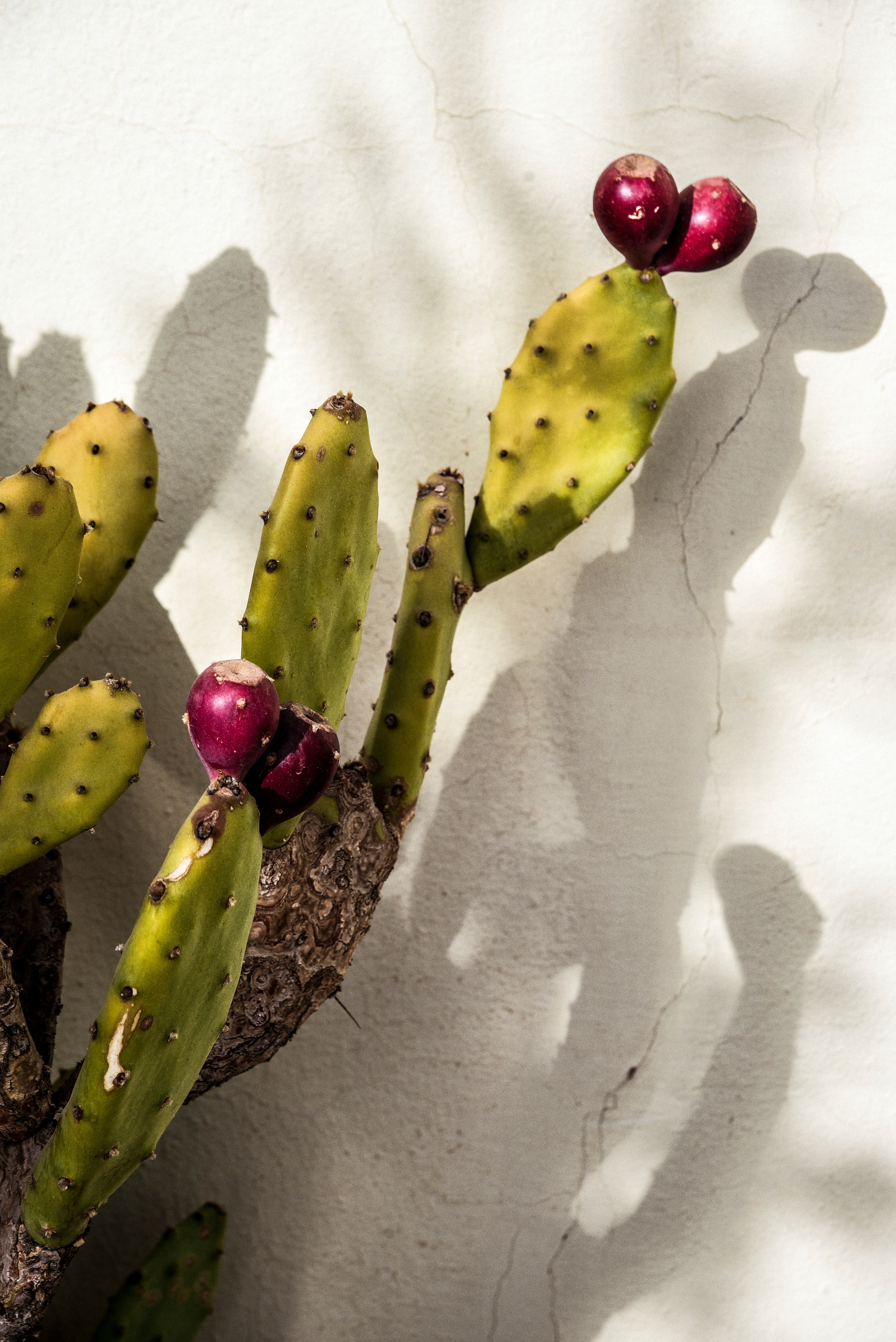 Prickly pear fruit and cactus pads cast sharp shadows across a pale plaster wall in bright Marrakech sunlight.