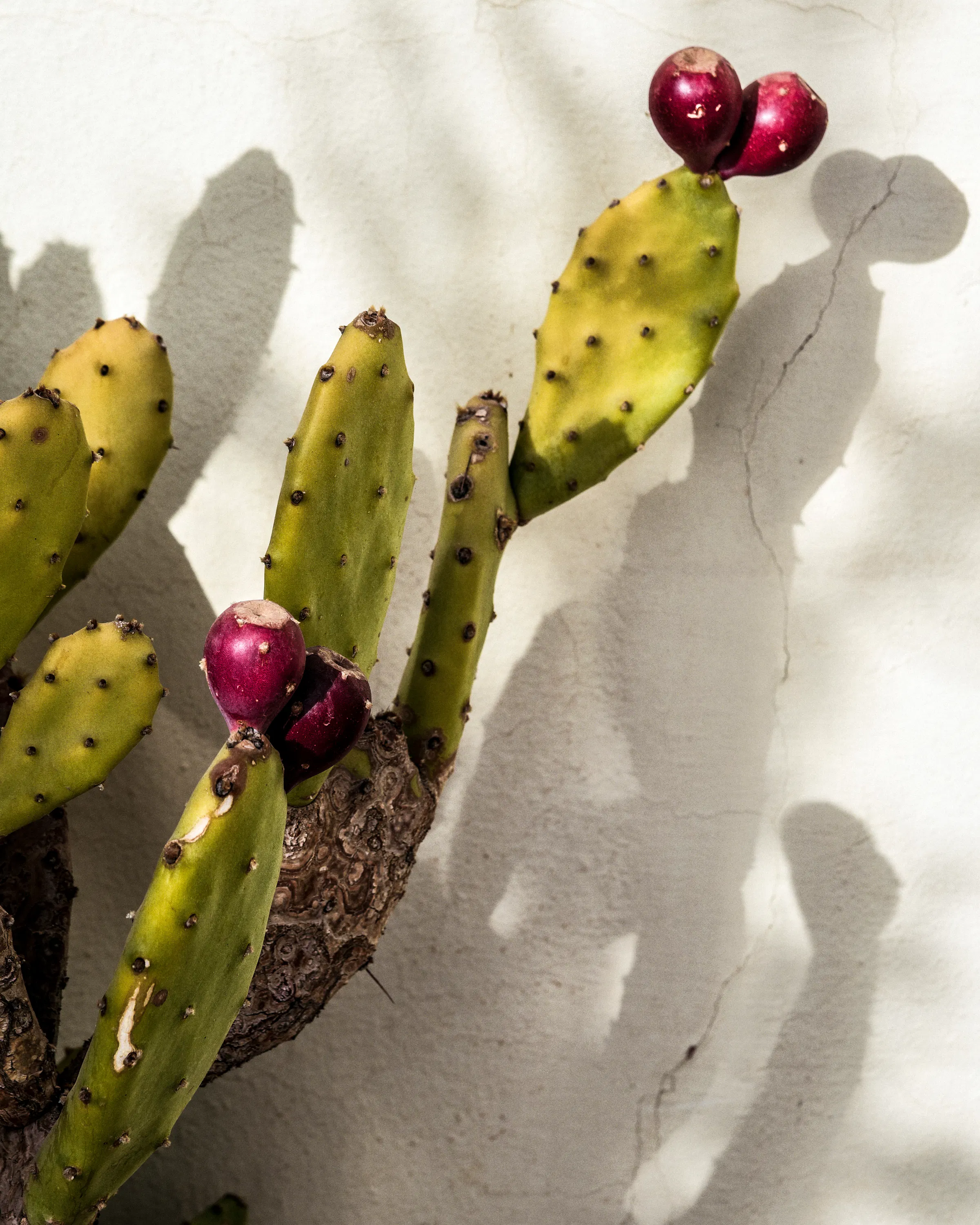 Prickly pear fruit and cactus pads cast sharp shadows across a pale plaster wall in bright Marrakech sunlight.