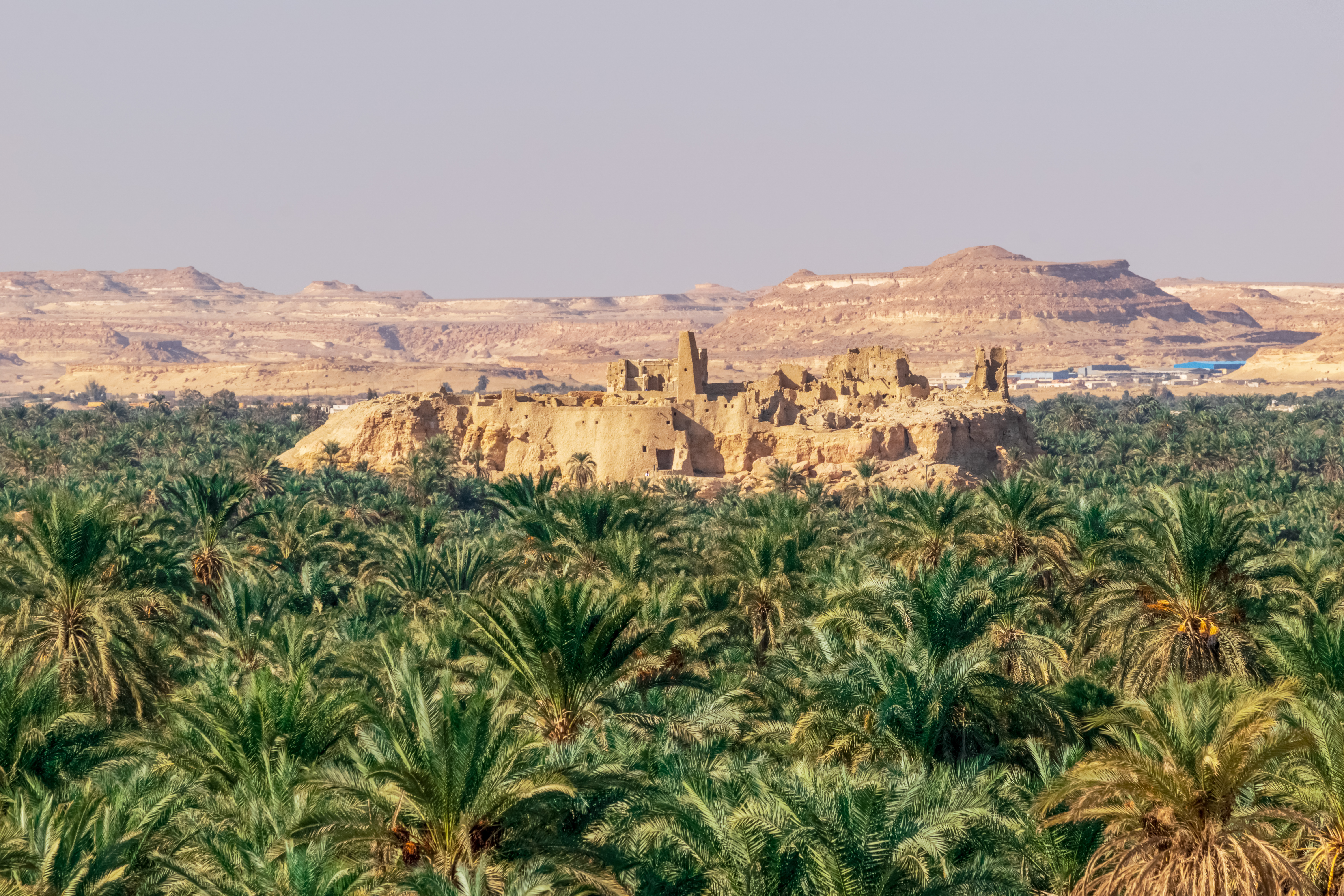 Earthen ruins rise above dense palms in Siwa Oasis, backed by pale desert ridges under a hazy afternoon sky.