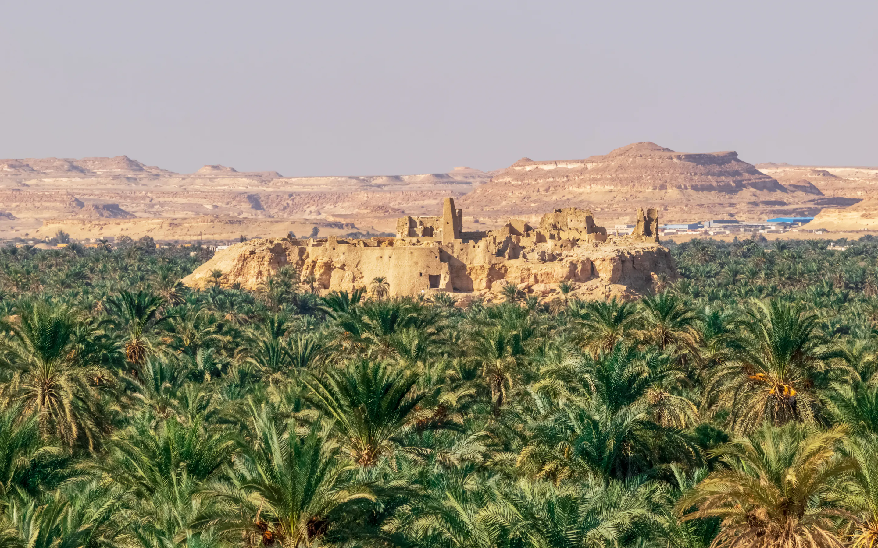Earthen ruins rise above dense palms in Siwa Oasis, backed by pale desert ridges under a hazy afternoon sky.