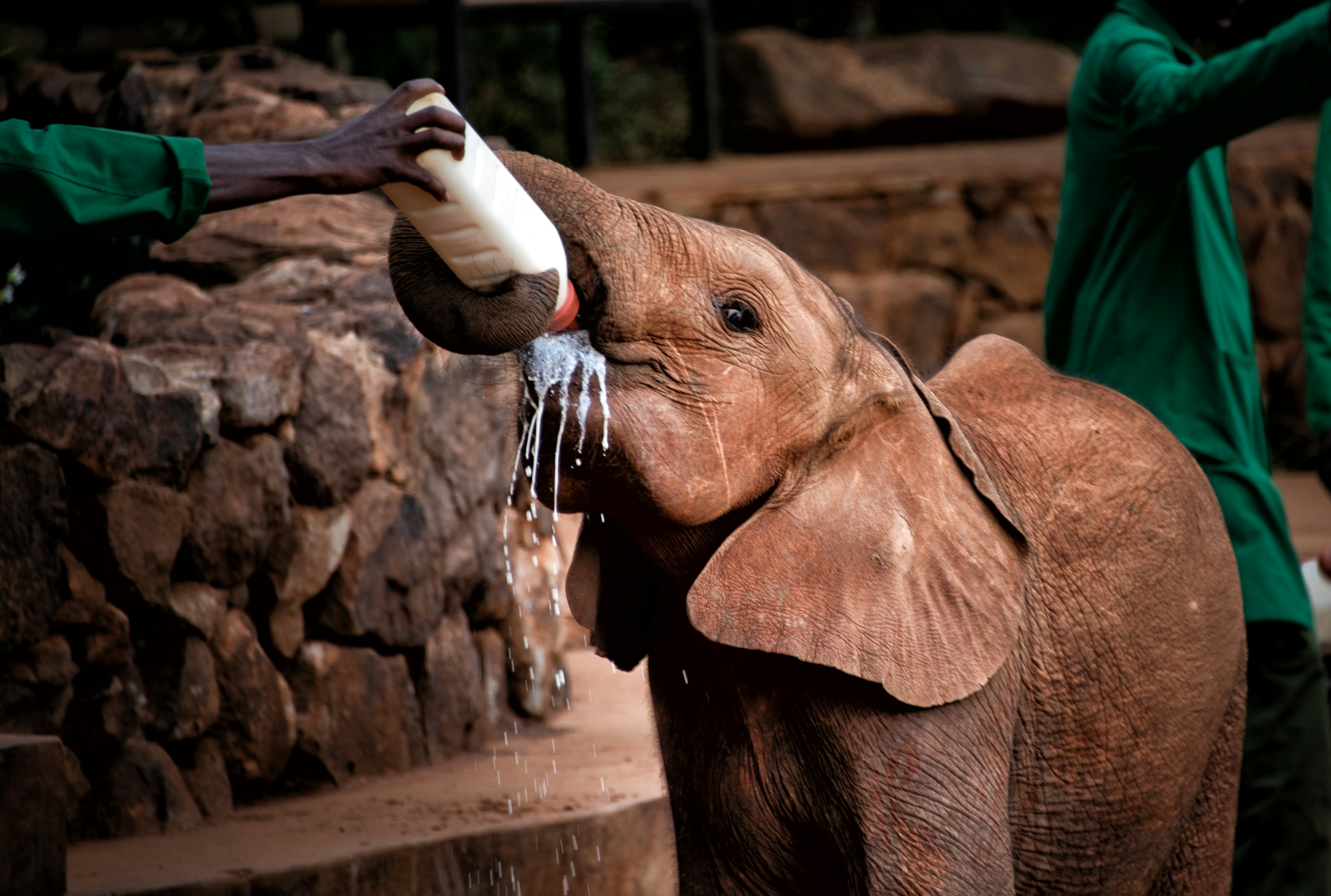 A young elephant drinks from a bottle at Sheldrick Wildlife Trust, with milk spilling from its raised trunk.