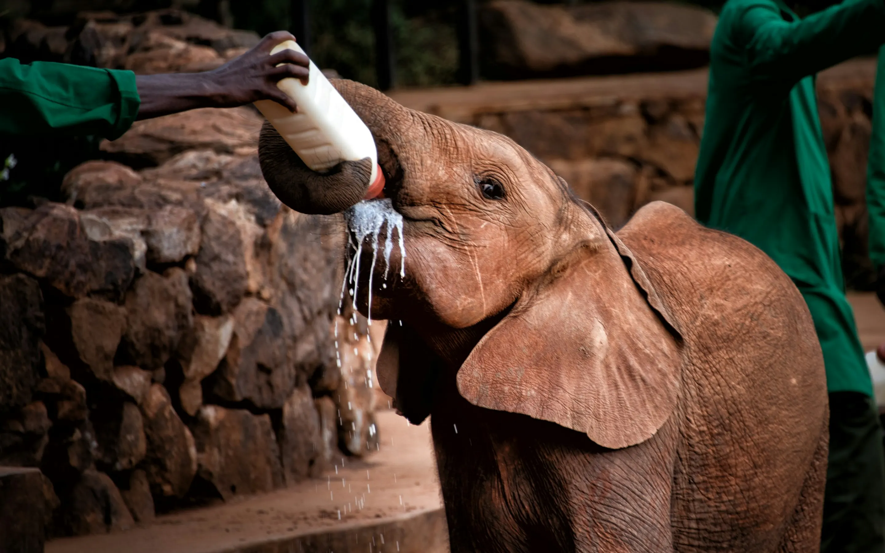 A young elephant drinks from a bottle at Sheldrick Wildlife Trust, with milk spilling from its raised trunk.