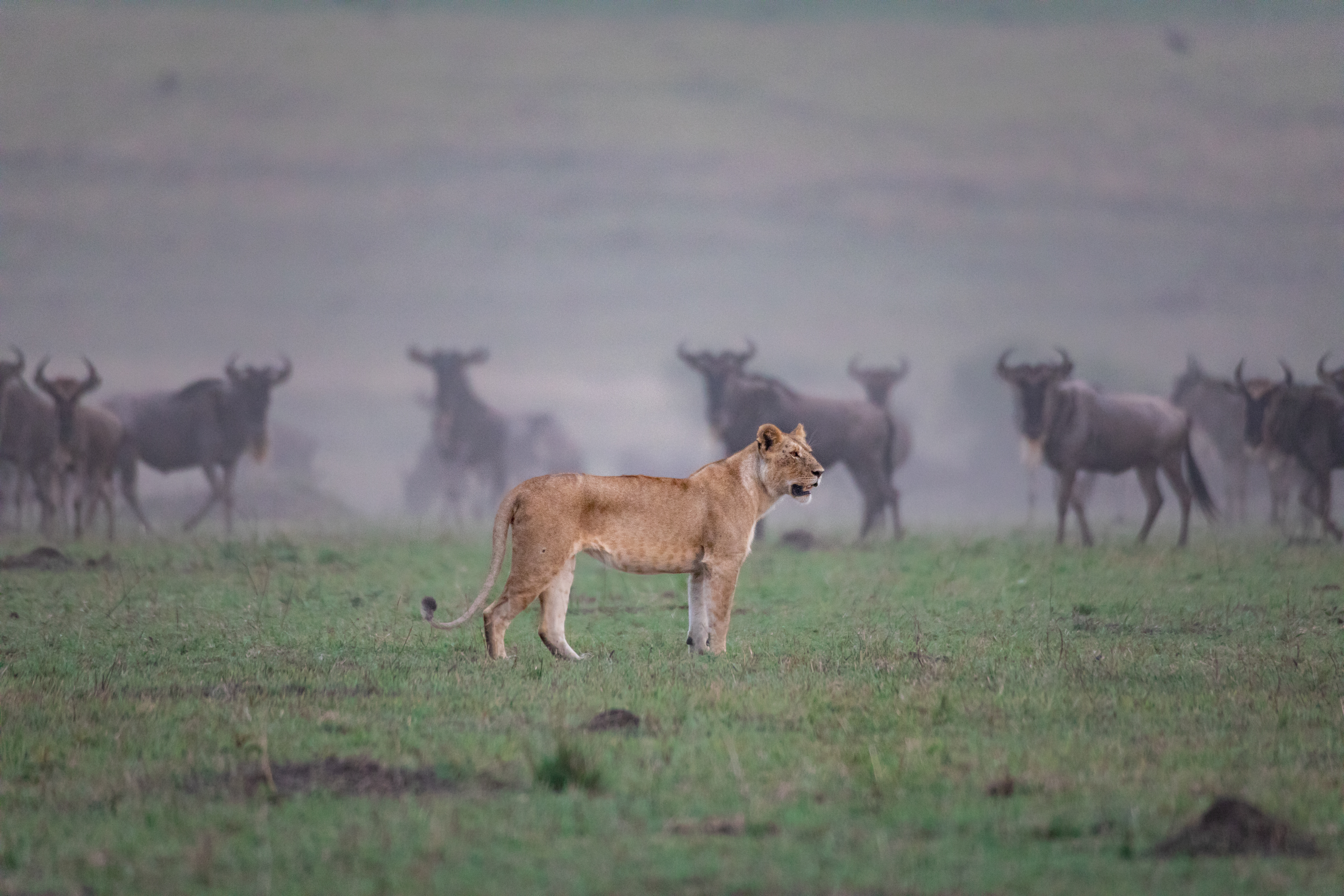 A lioness stands in misty grasslands before a herd of wildebeest, with soft gray light and green ground below.