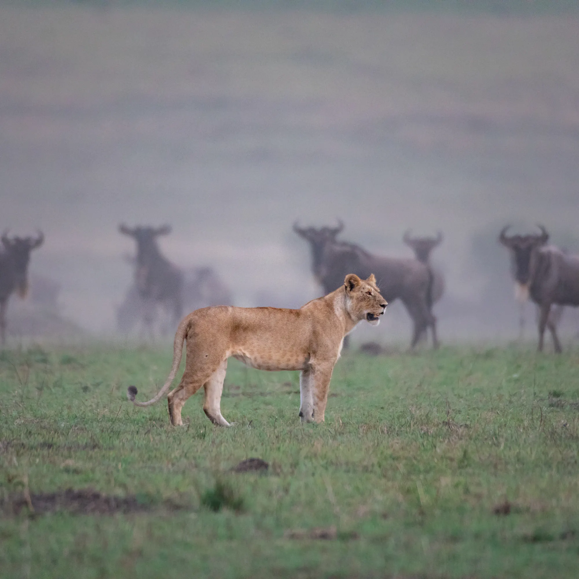 A lioness stands in misty grasslands before a herd of wildebeest, with soft gray light and green ground below.