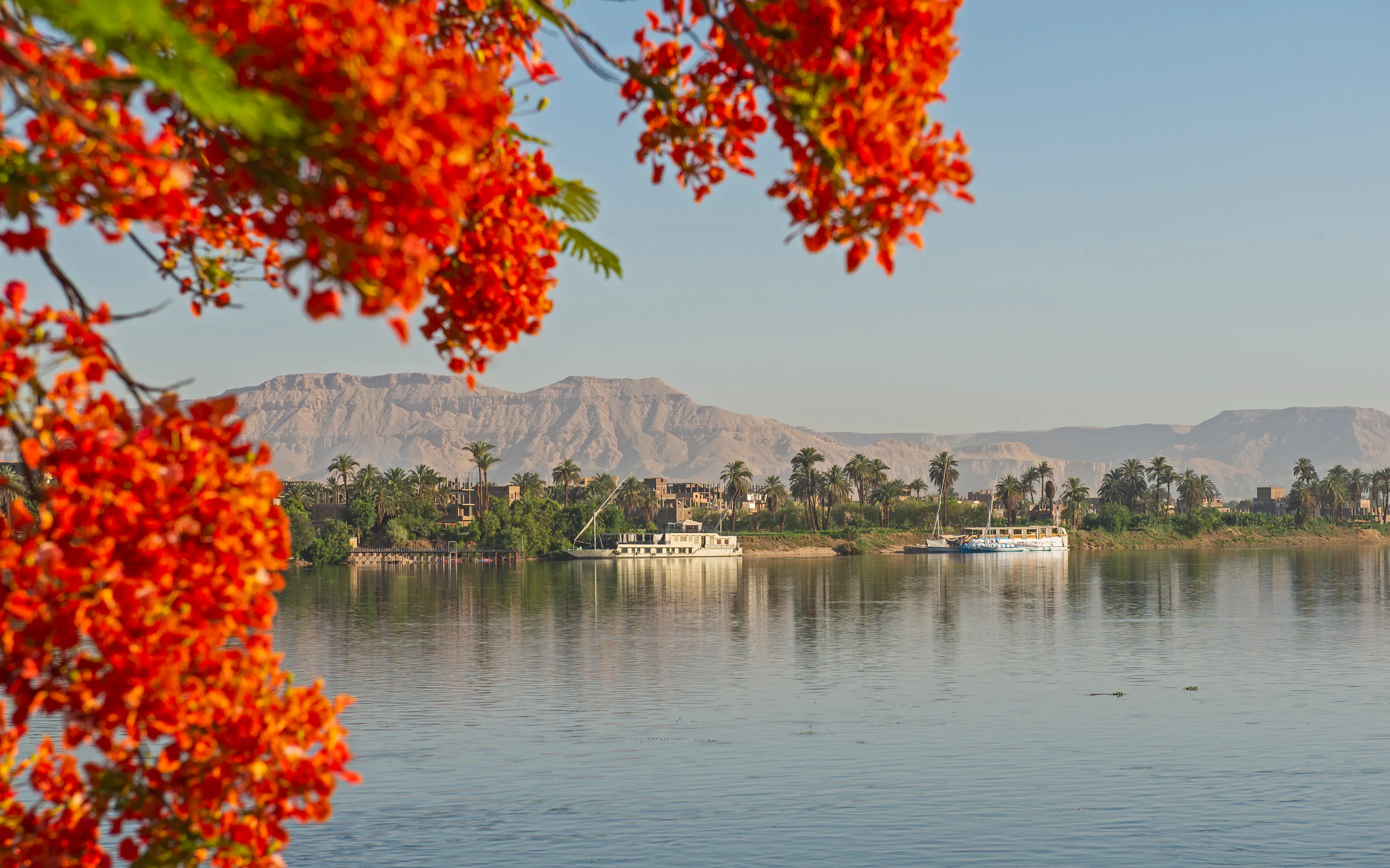 Red blossoms frame a calm stretch of the Nile at Luxor, where palm trees, boats, and cliffs line the far bank.