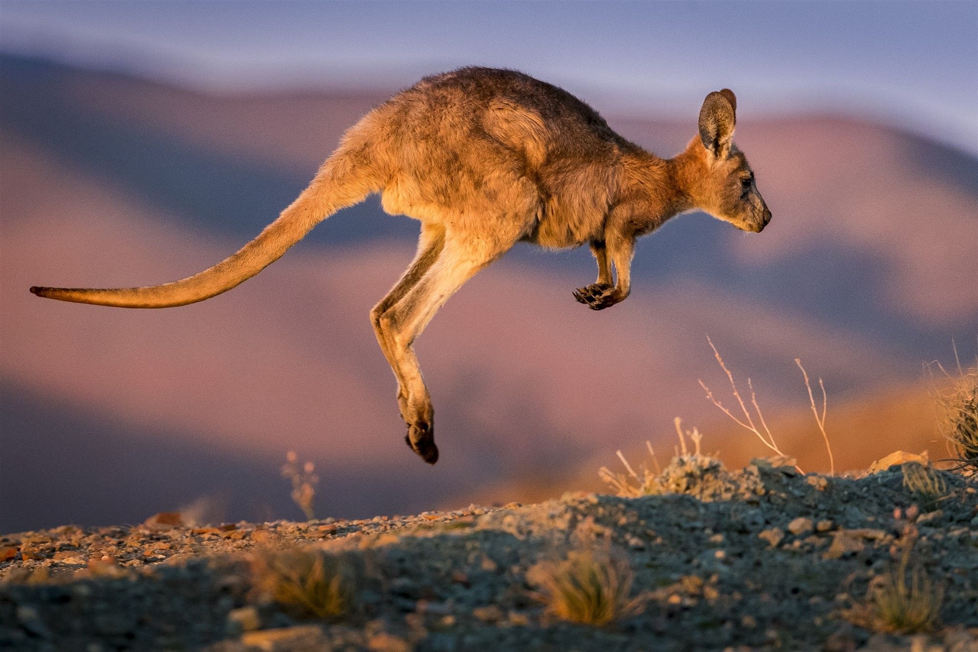 A kangaroo leaps above stony ground in warm dusk light with softly blurred desert hills stretching behind it.