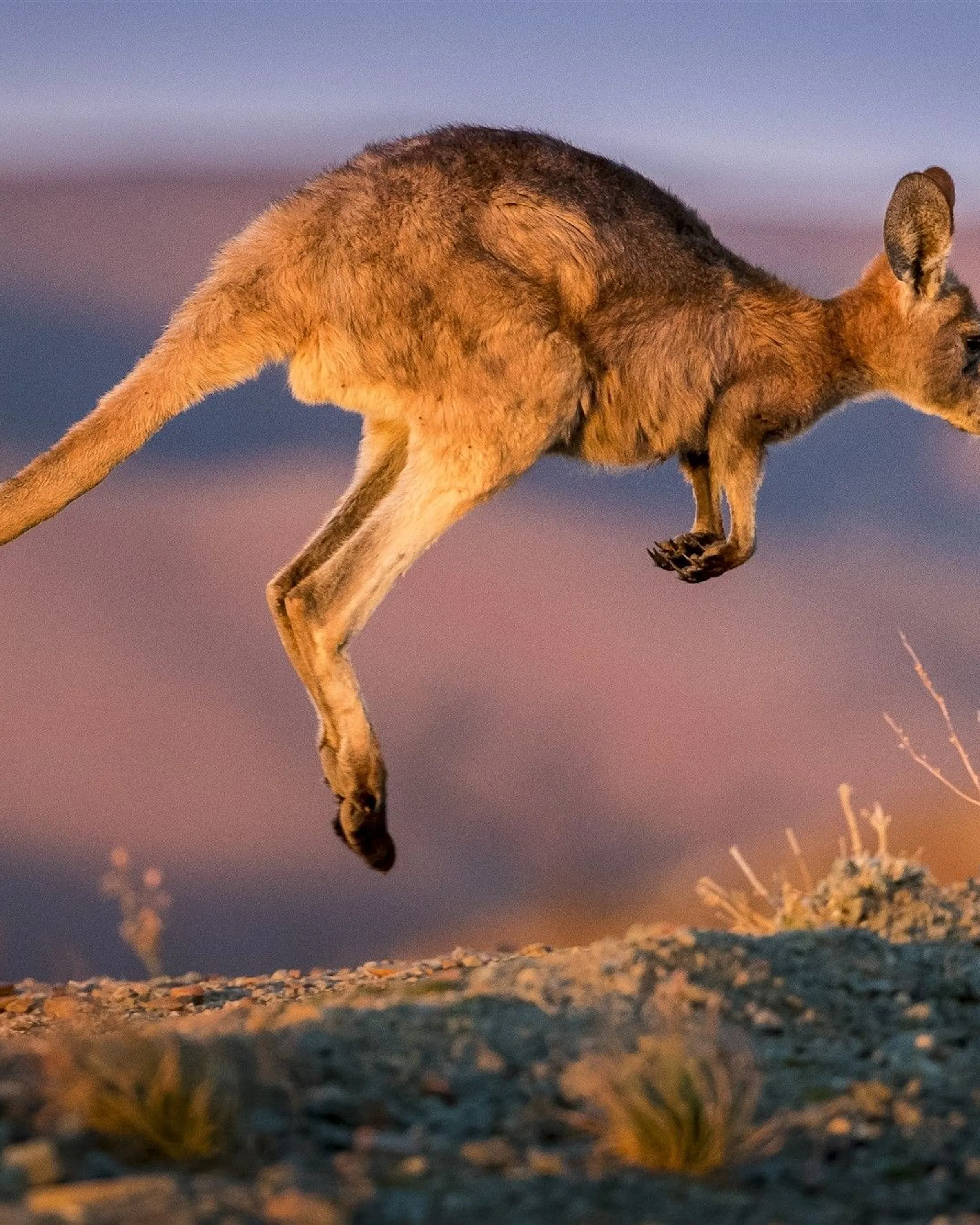 A kangaroo leaps above stony ground in warm dusk light with softly blurred desert hills stretching behind it.