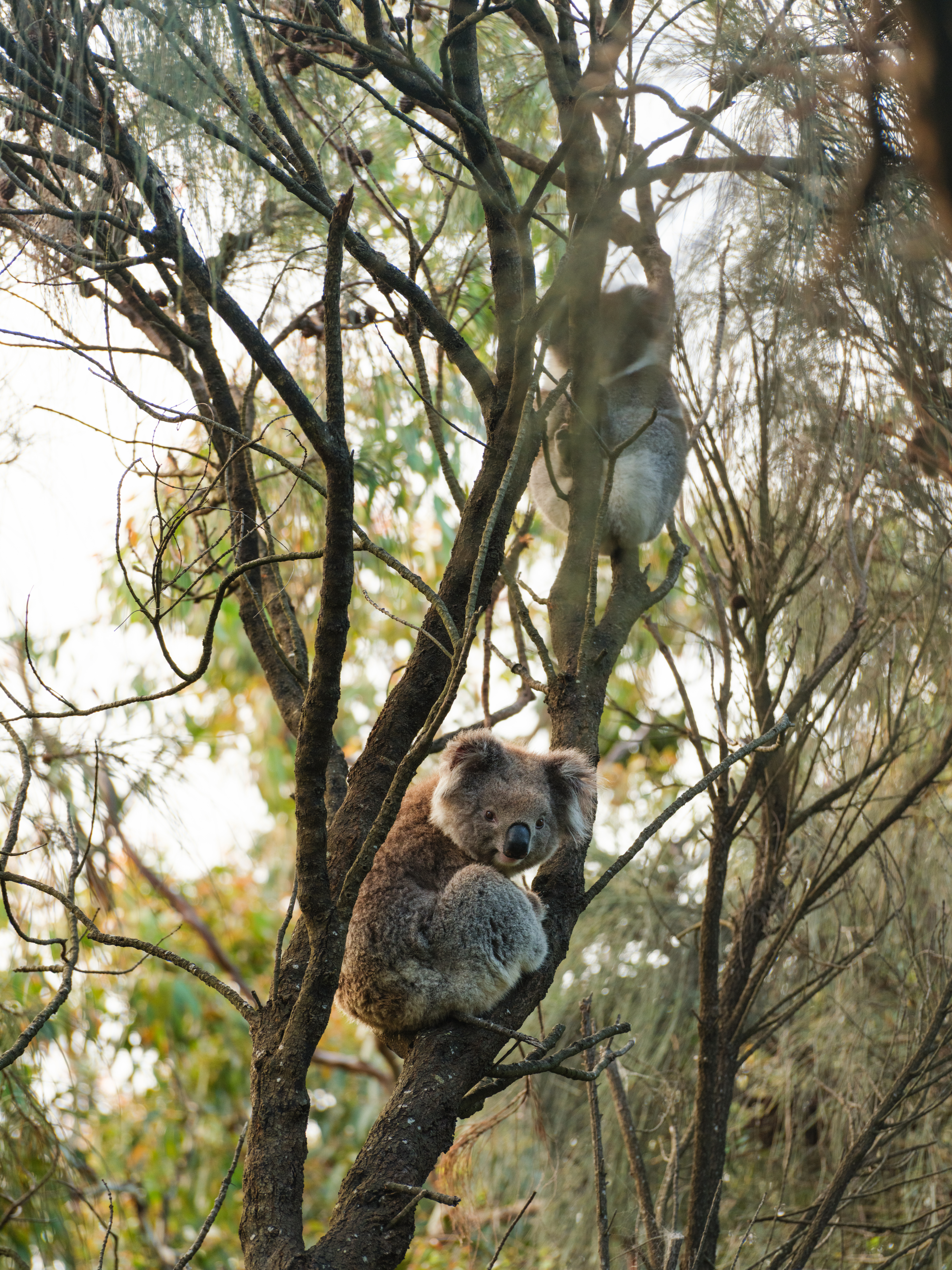 A koala clings to a forked eucalyptus tree, framed by pale bark, tangled branches, and soft morning bush light.
