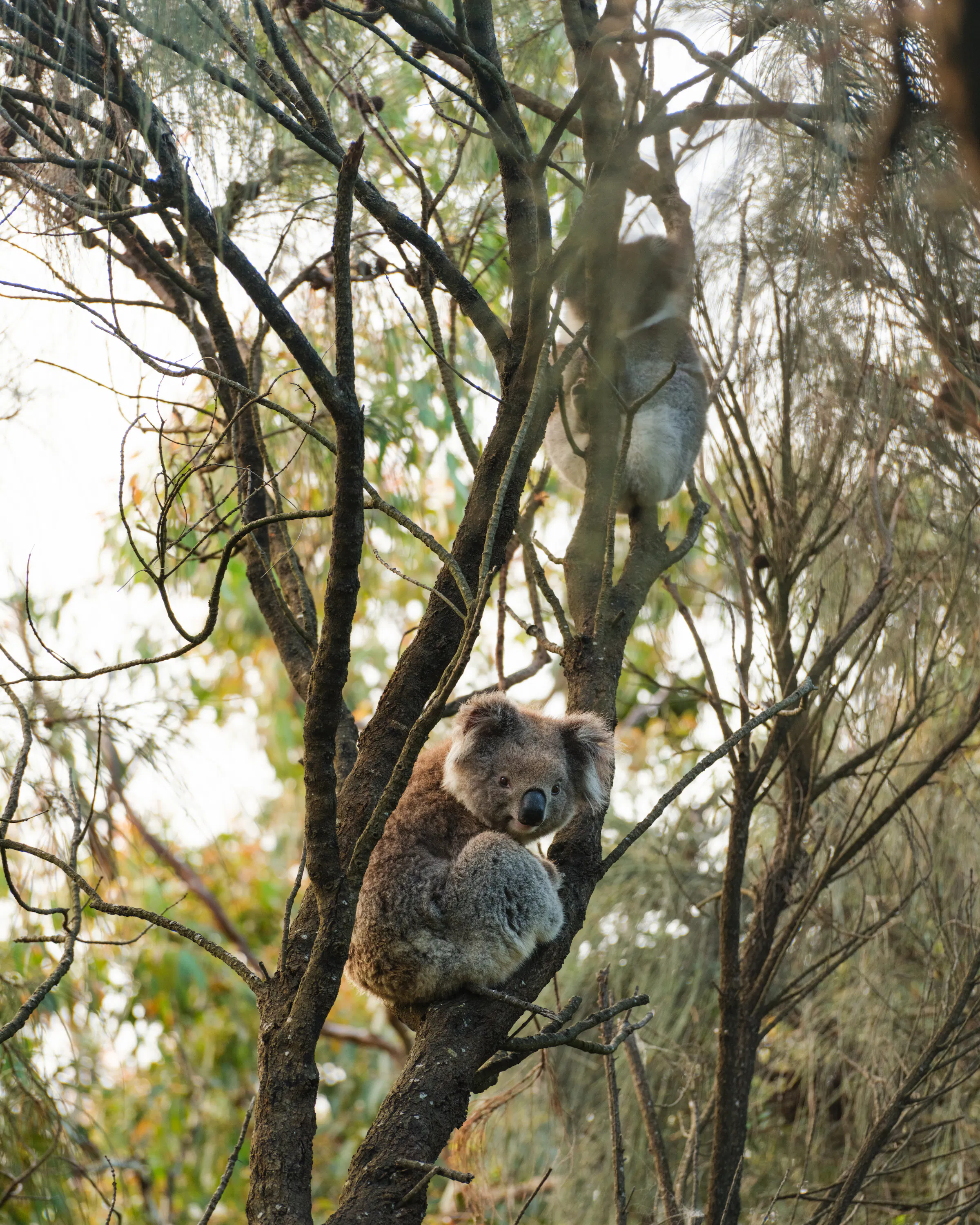 A koala clings to a forked eucalyptus tree, framed by pale bark, tangled branches, and soft morning bush light.