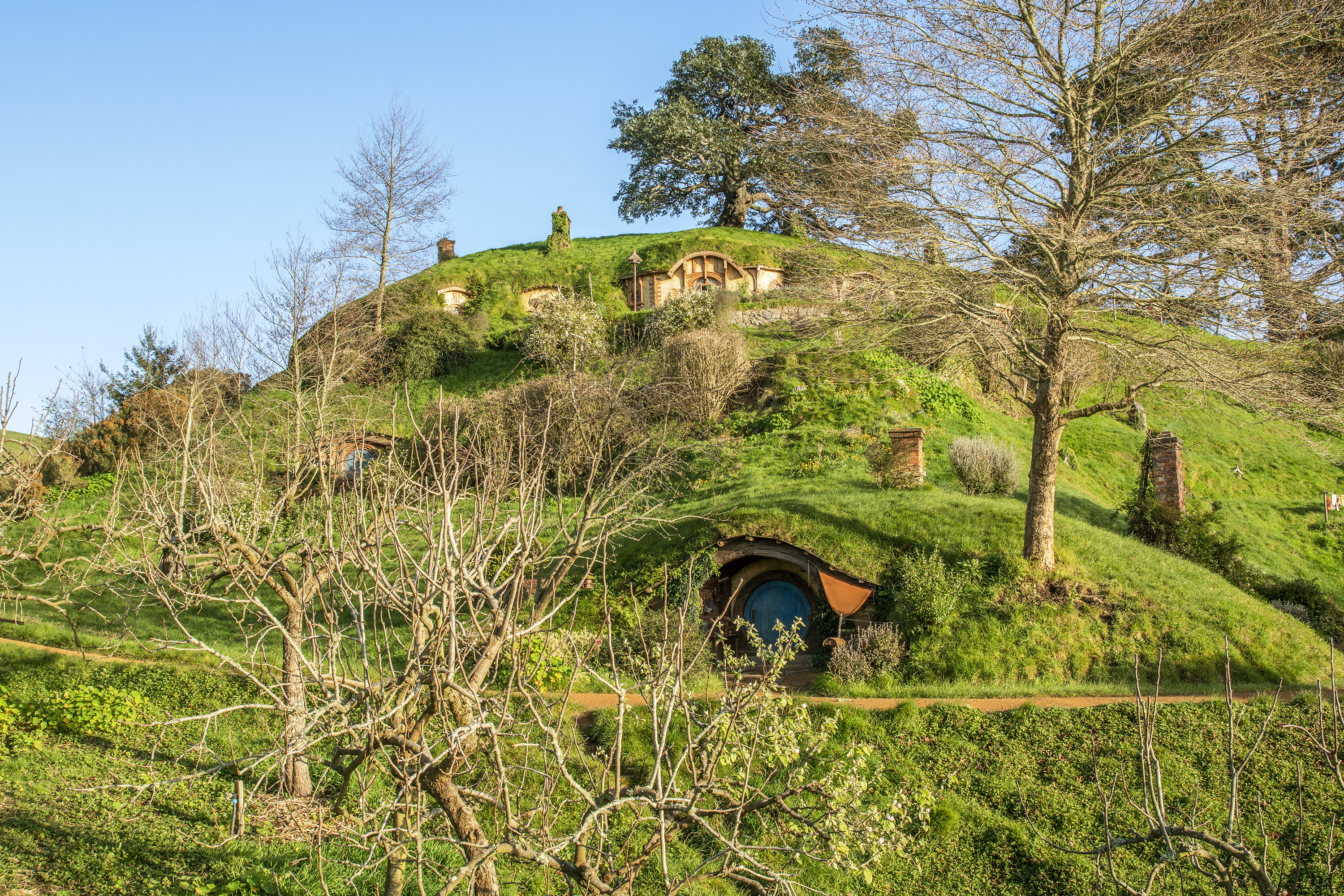 A grassy hillside dotted with round Hobbiton doors and winding garden paths rises beneath bare trees in Waikato.