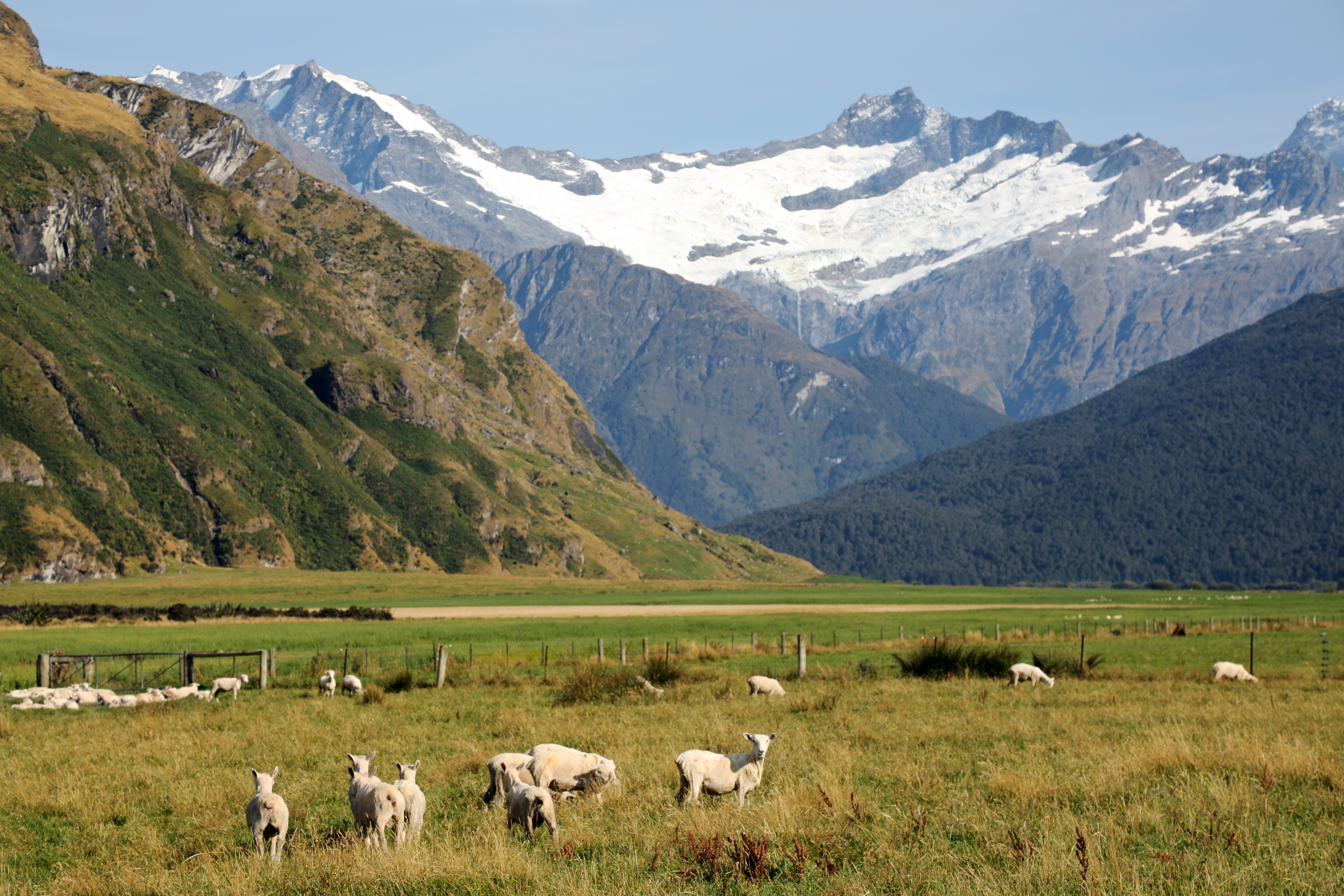 Snow-capped peaks rise beyond a broad green valley and open pasture in Mount Aspiring National Park under gray skies.