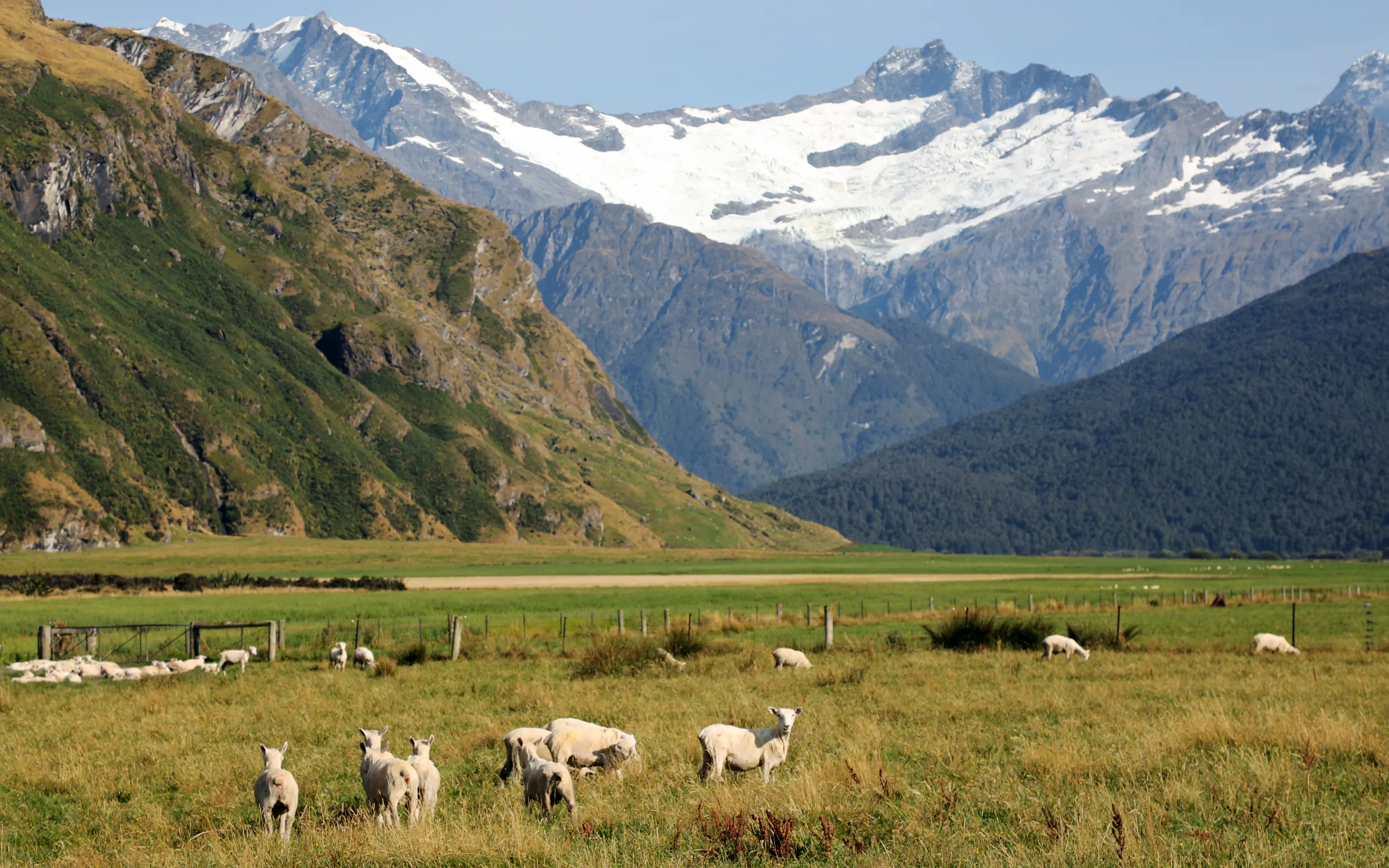 Snow-capped peaks rise beyond a broad green valley and open pasture in Mount Aspiring National Park under gray skies.