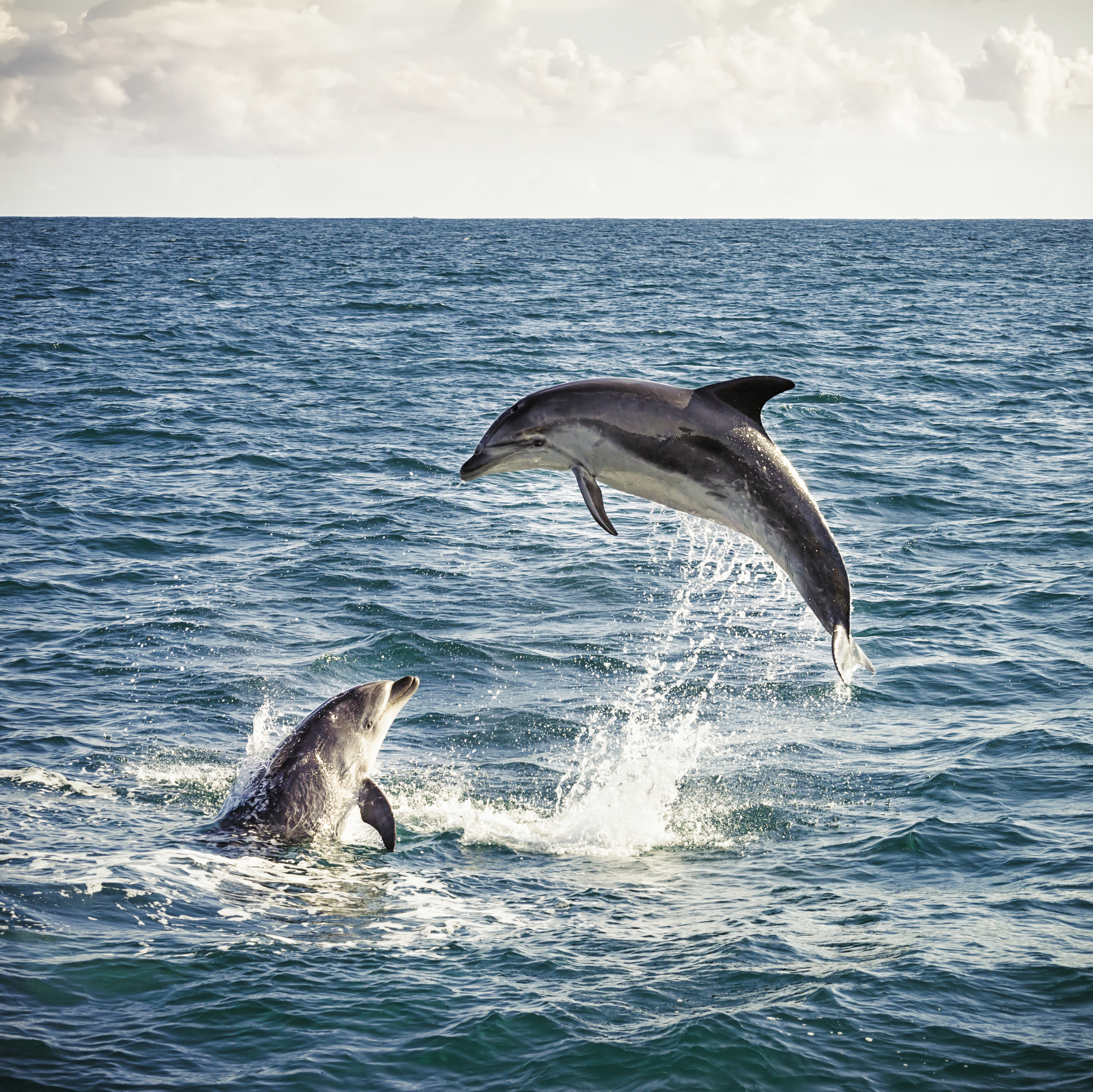 Two bottlenose dolphins leap above choppy blue water in the Bay of Islands, sending white spray into the air.
