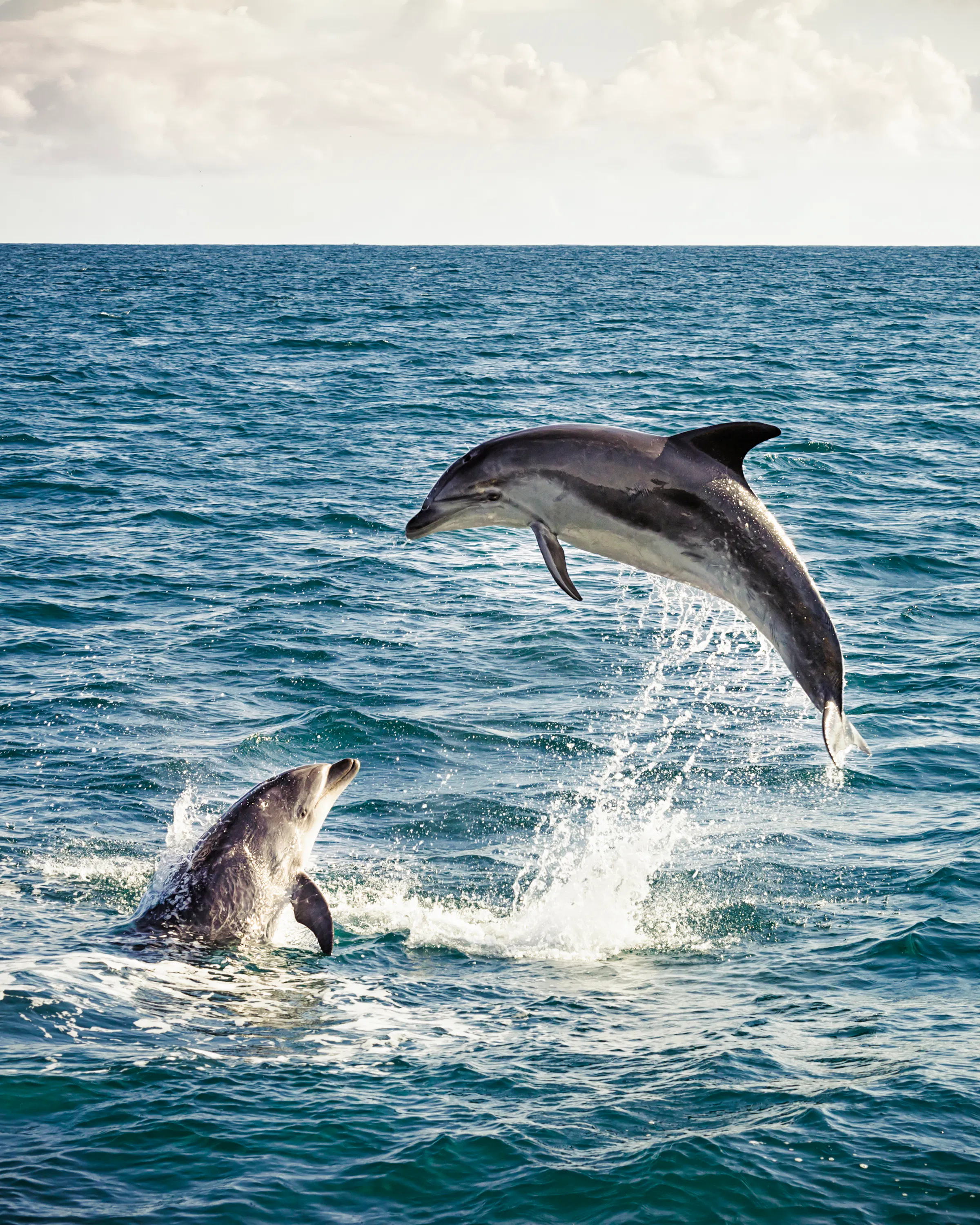 Two bottlenose dolphins leap above choppy blue water in the Bay of Islands, sending white spray into the air.