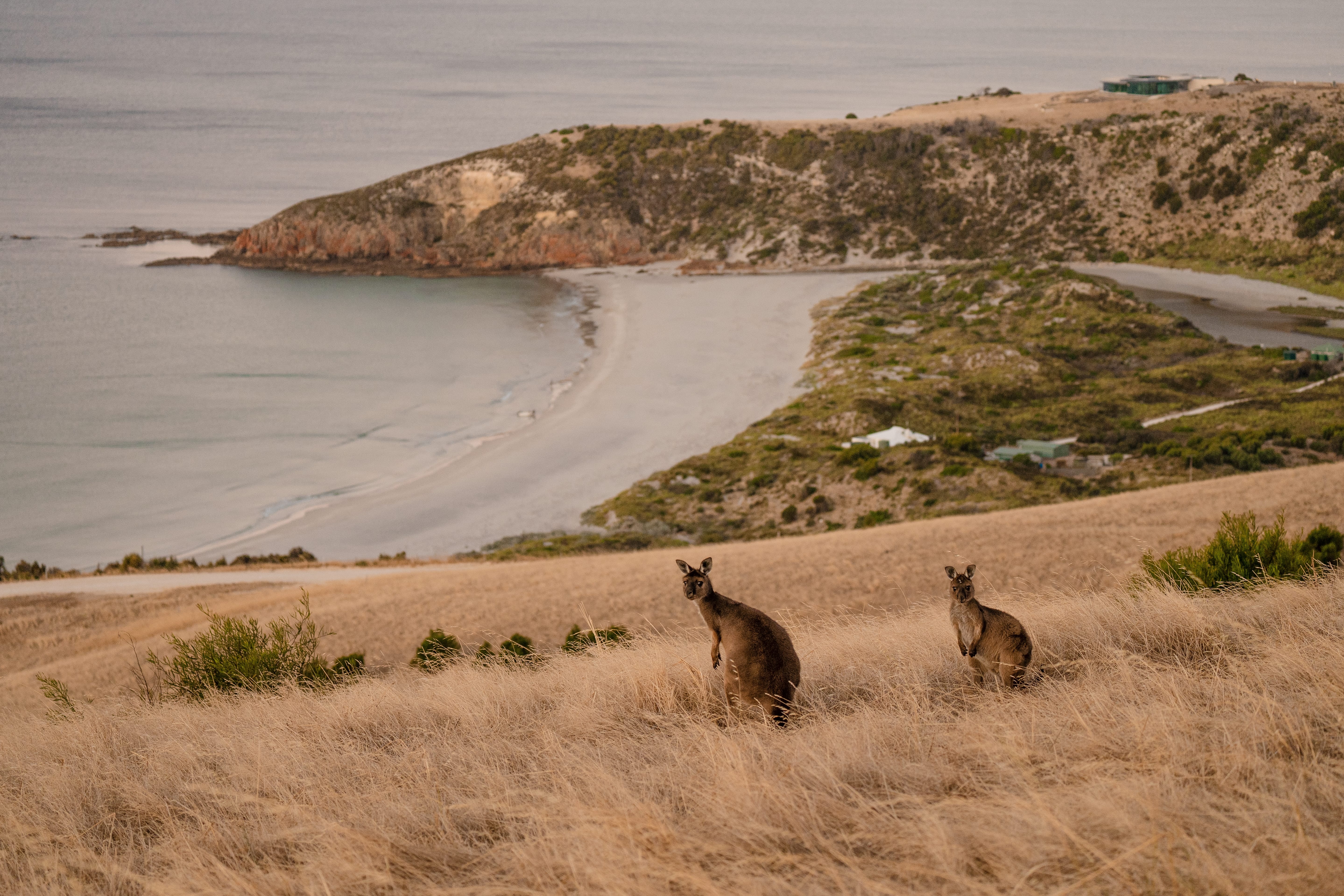 Two kangaroos stand in dry coastal grass above a pale crescent bay, with low scrub and calm water behind them.