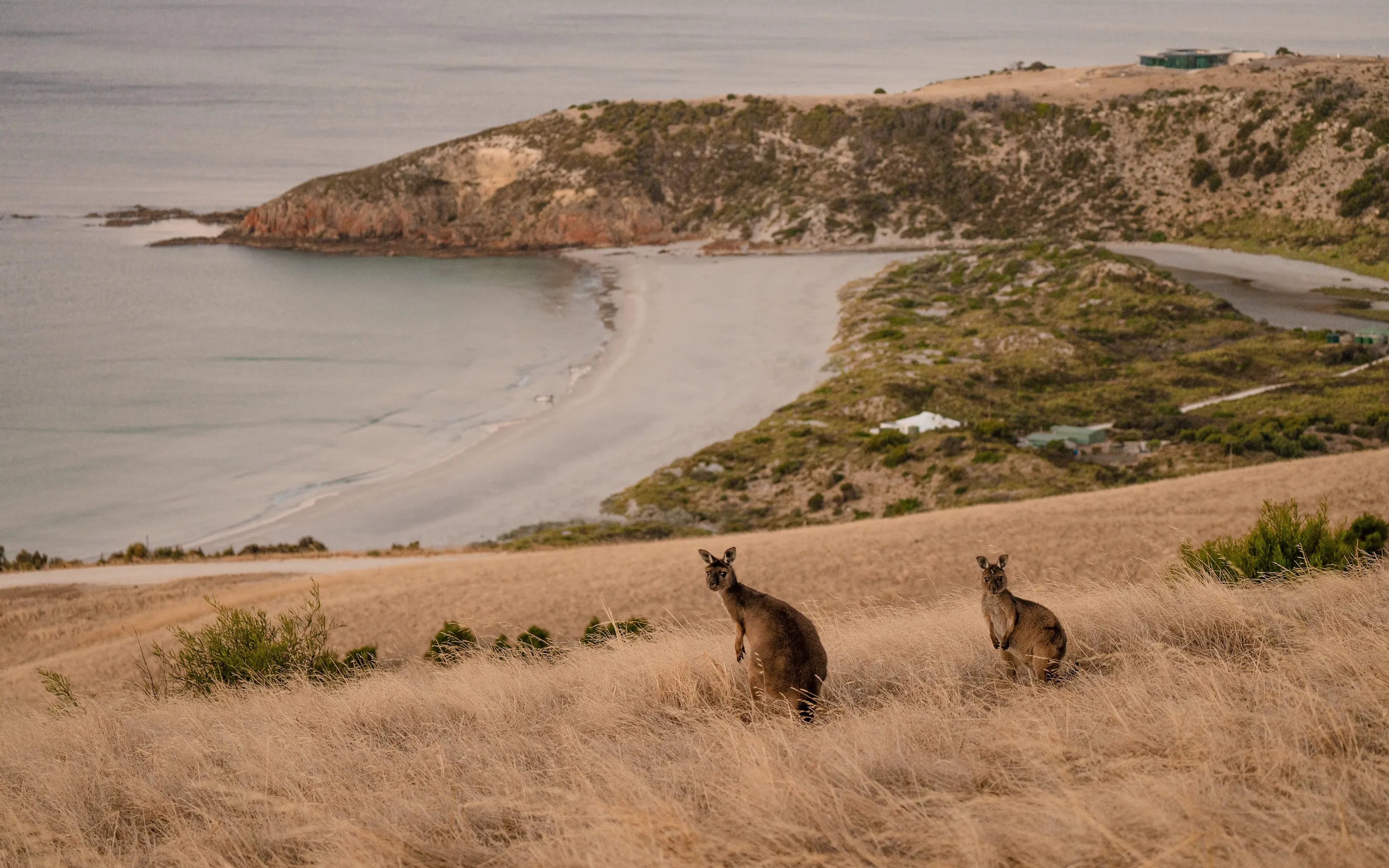 Two kangaroos stand in dry coastal grass above a pale crescent bay, with low scrub and calm water behind them.