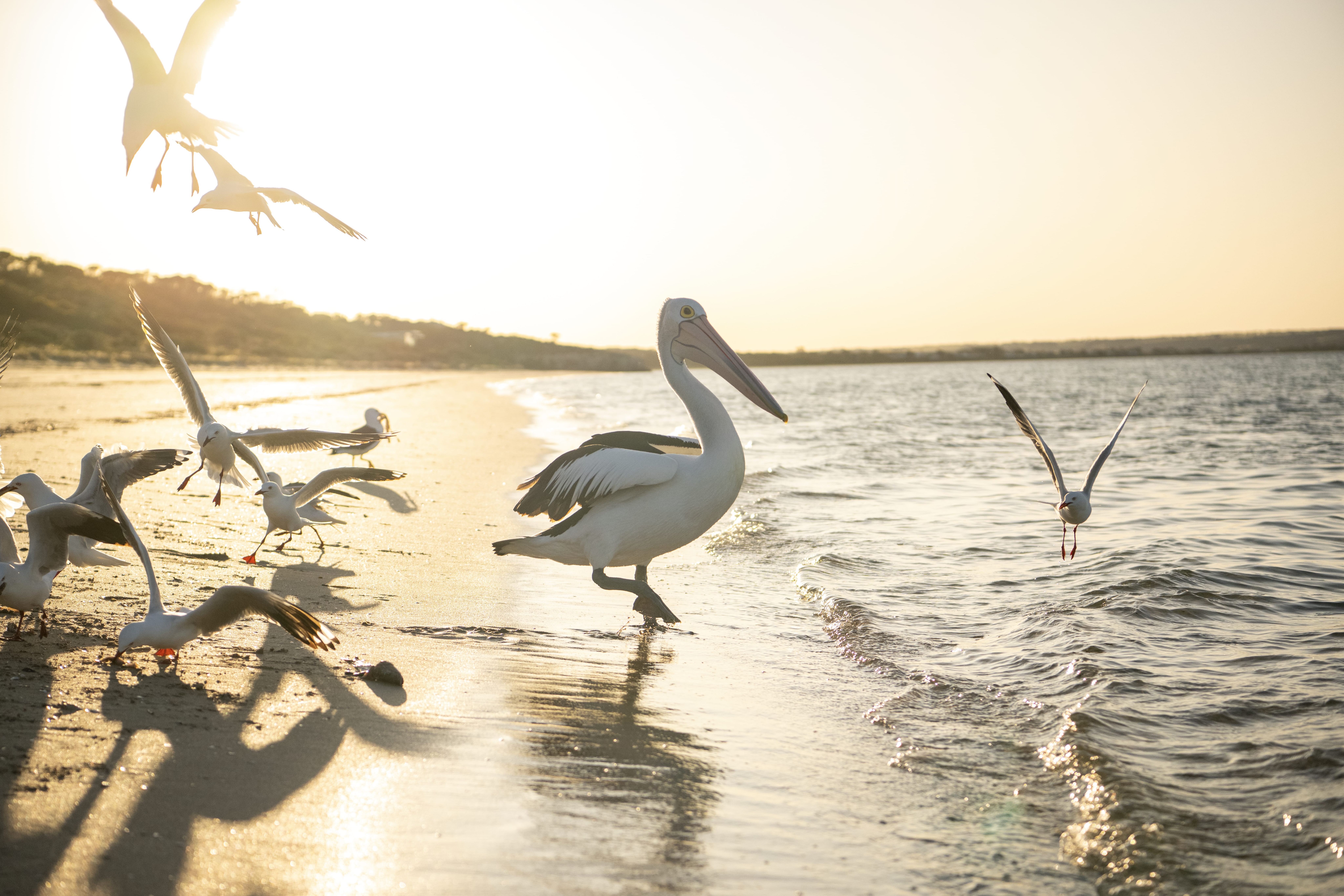 A pelican wades at the edge of a sandy beach as gulls gather and lift off above the shallow water at sunset.