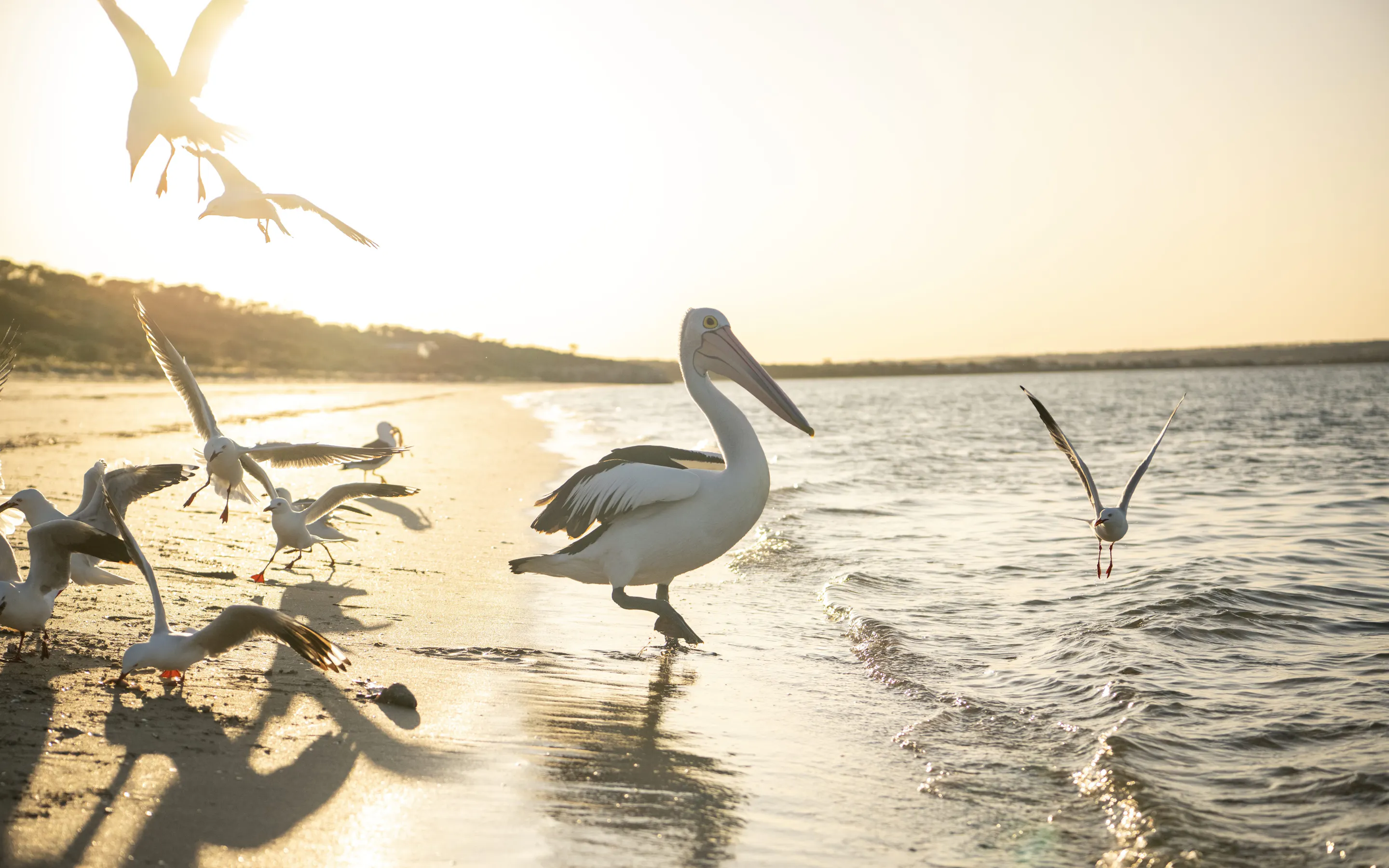 A pelican wades at the edge of a sandy beach as gulls gather and lift off above the shallow water at sunset.