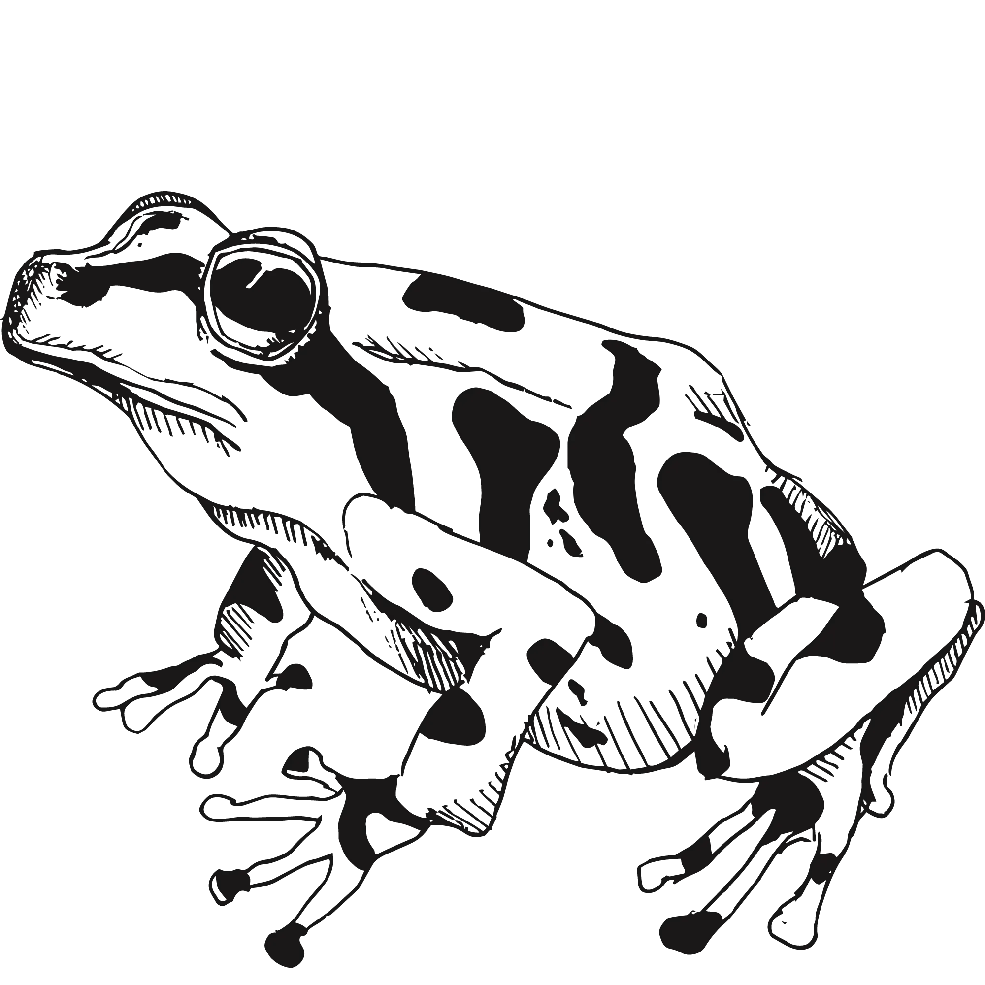 Sketch of Panamanian Golden Frog