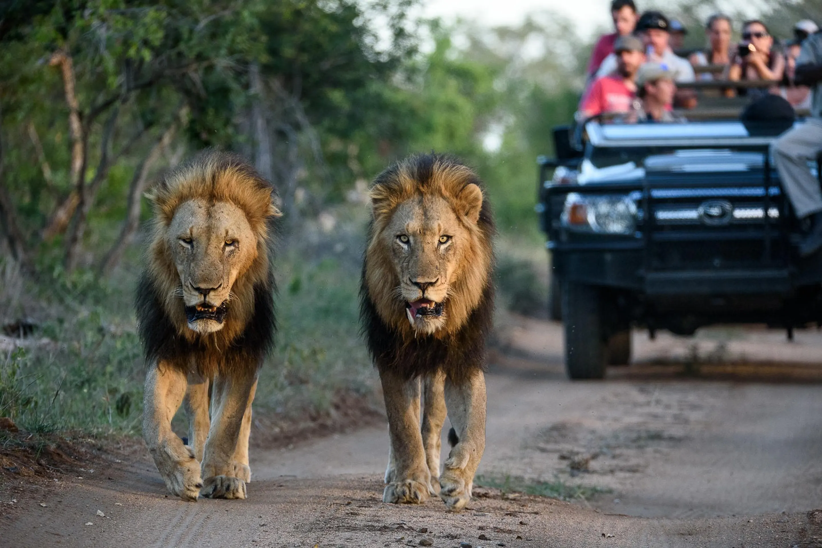 Two male lions walk along a sandy track ahead of a safari vehicle at Sabi Sabi Earth Lodge in South Africa.