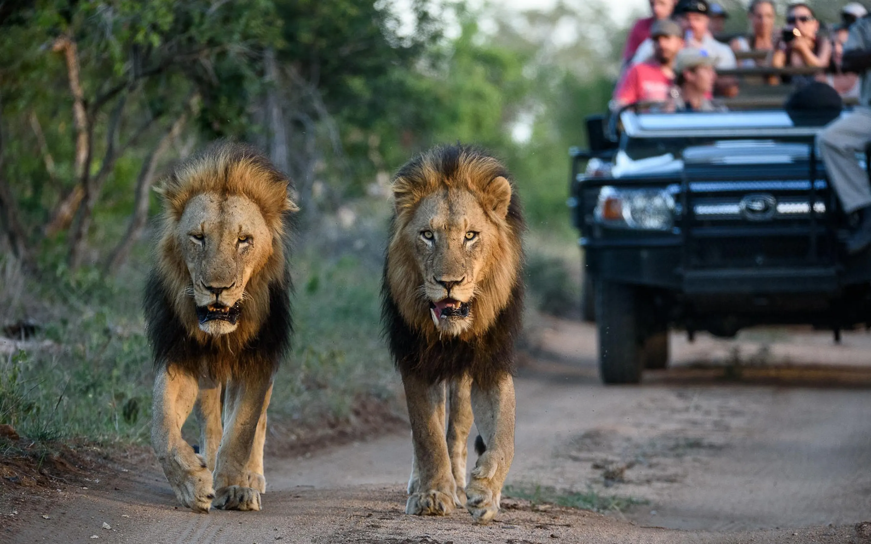 Two male lions walk along a sandy track ahead of a safari vehicle at Sabi Sabi Earth Lodge in South Africa.