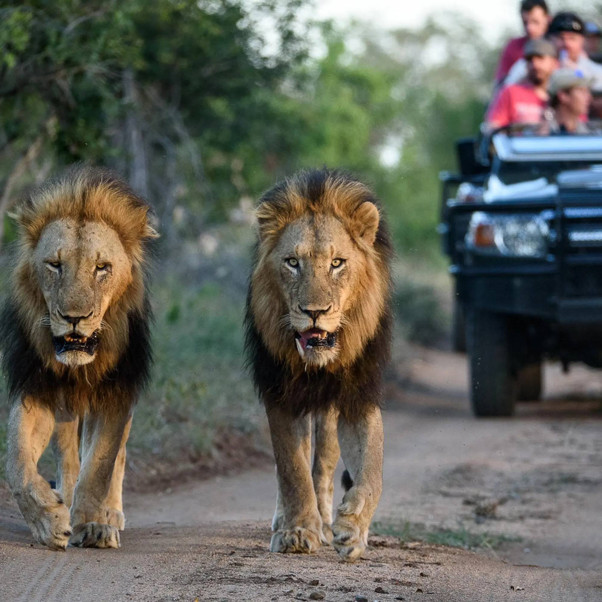 Two male lions walk along a sandy track ahead of a safari vehicle at Sabi Sabi Earth Lodge in South Africa.